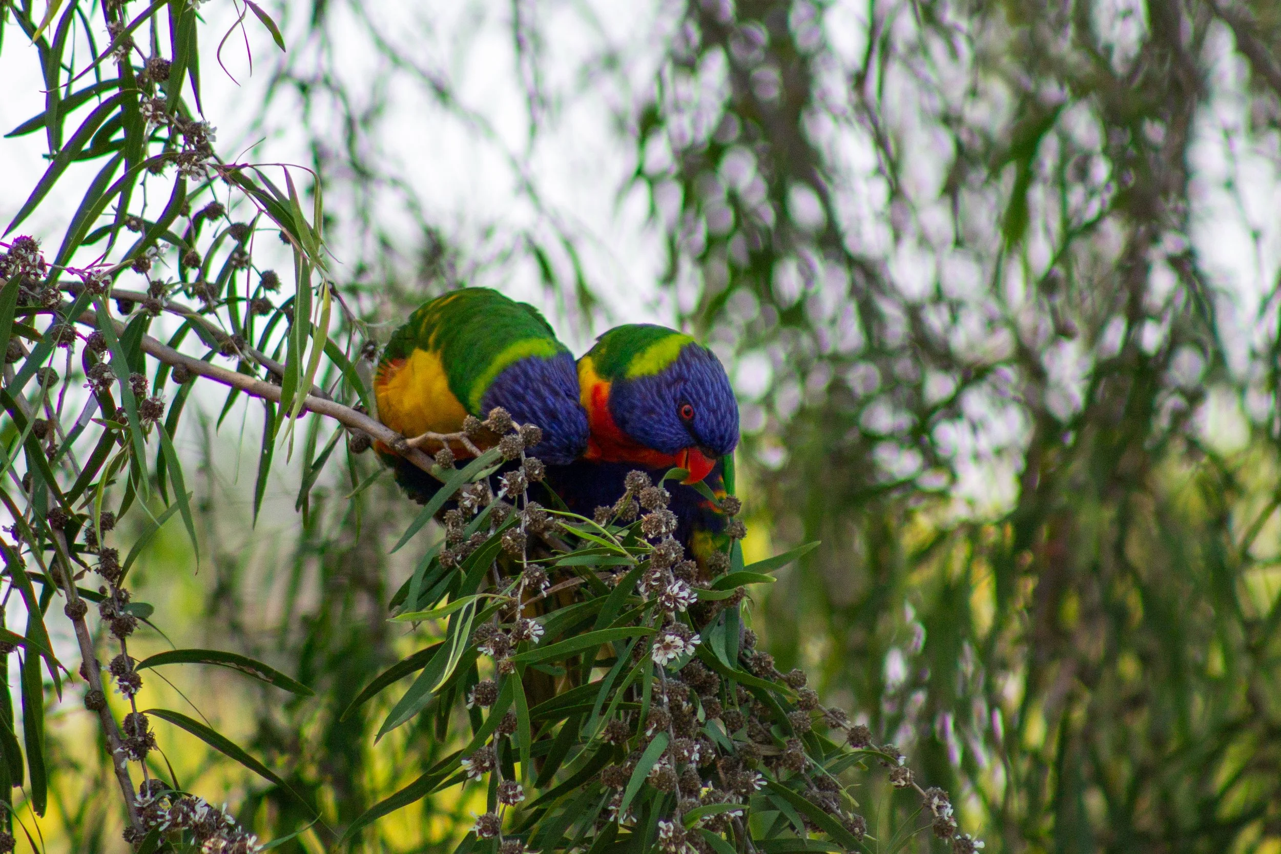 Two Rainbow Lorikeets feed among the blossoms in a Bairnsdale backyard.