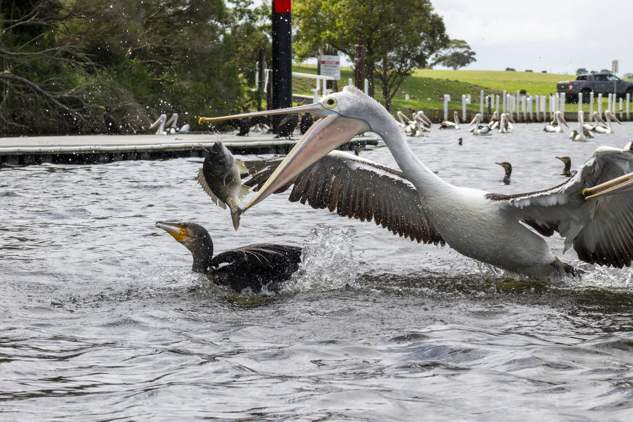 During a feeding frenzy at Johnsonville Boat Ramp in East Gippsland, this Australian Pelican lunged at the perfect moment to steal a silver bream from a Great Cormorant. The pelicans waited on the surface while the cormorants dived for fish, taking e