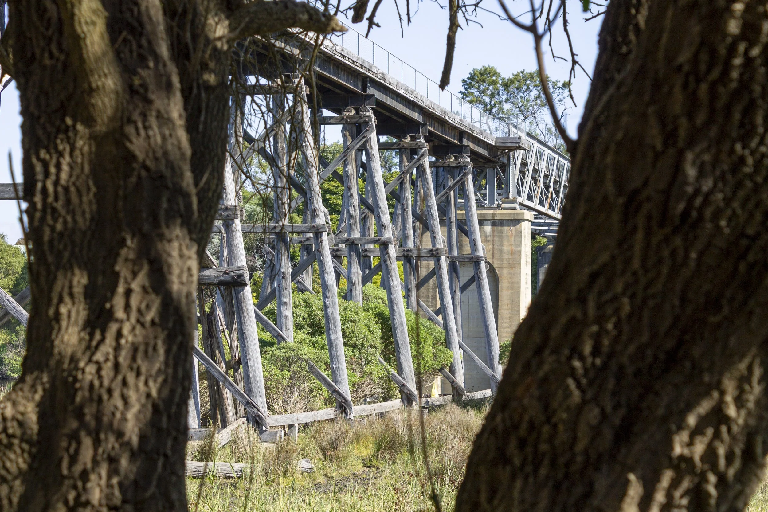 The railway bridge seen between two tree trunks in bright midday light.