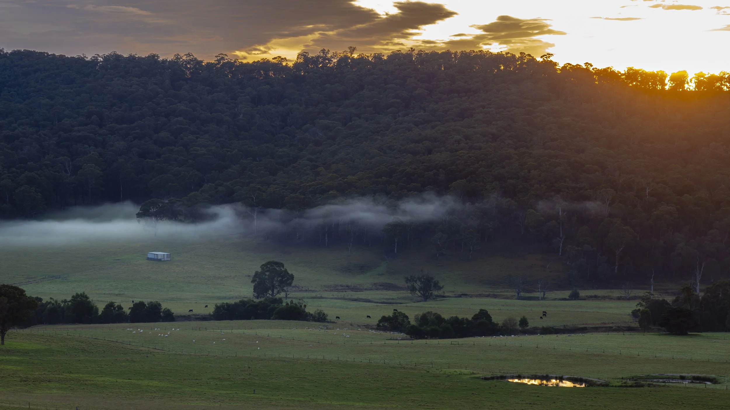 A broad rural view from Mount Taylor Hall, overlooking the farmland and forested hills of East Gippsland, Victoria, framed by eucalyptus trees in the midground.
