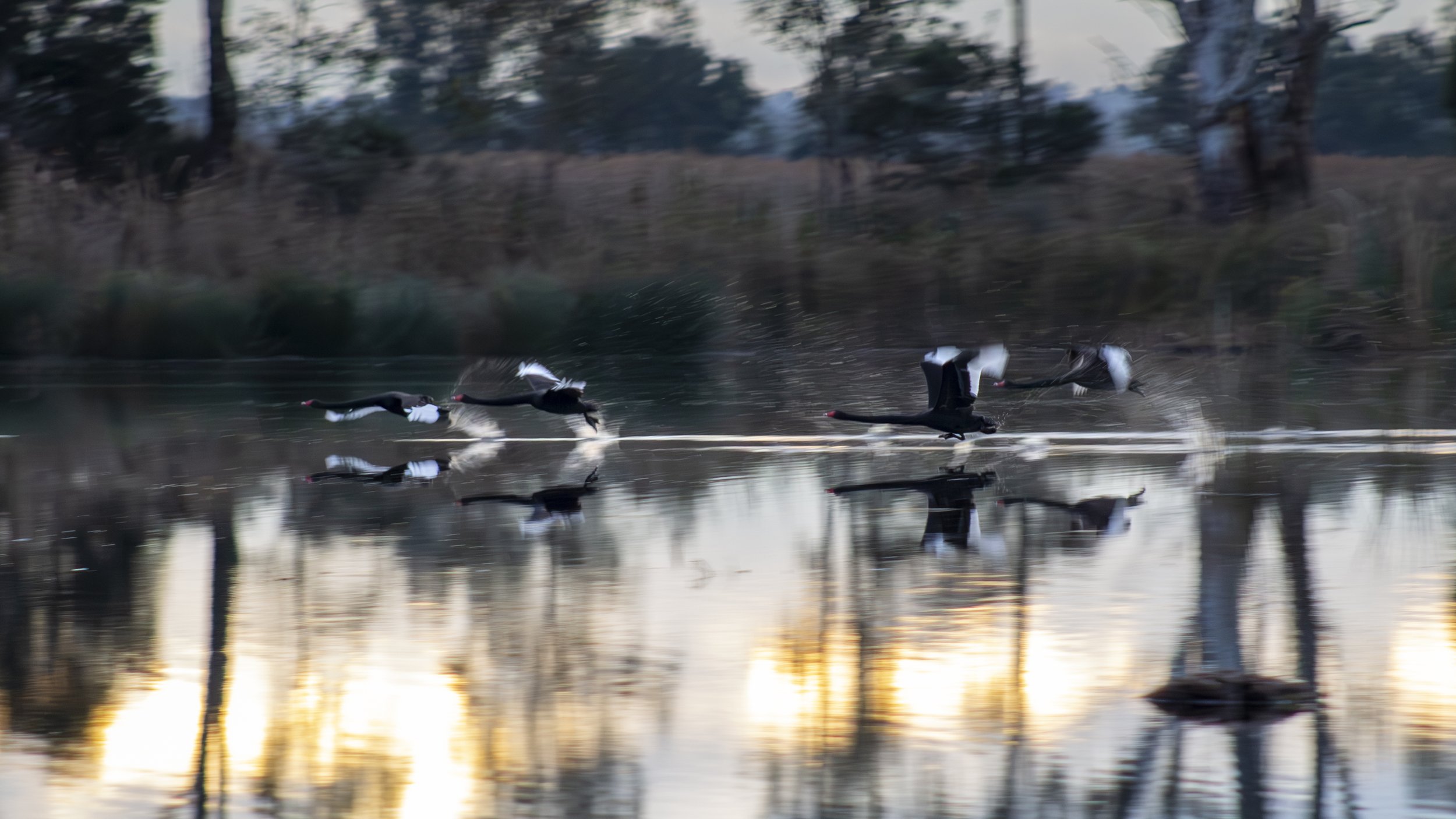 Black swans skim across the water at Macleod Morass, their reflections trailing behind them in the morning light.
