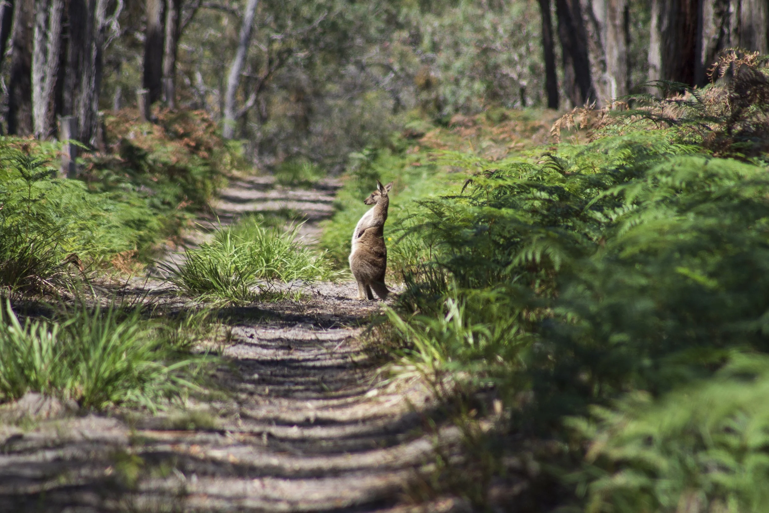 Eastern Grey Kangaroo strikes a pose inside the Moormurng Nature Conservation Reserve