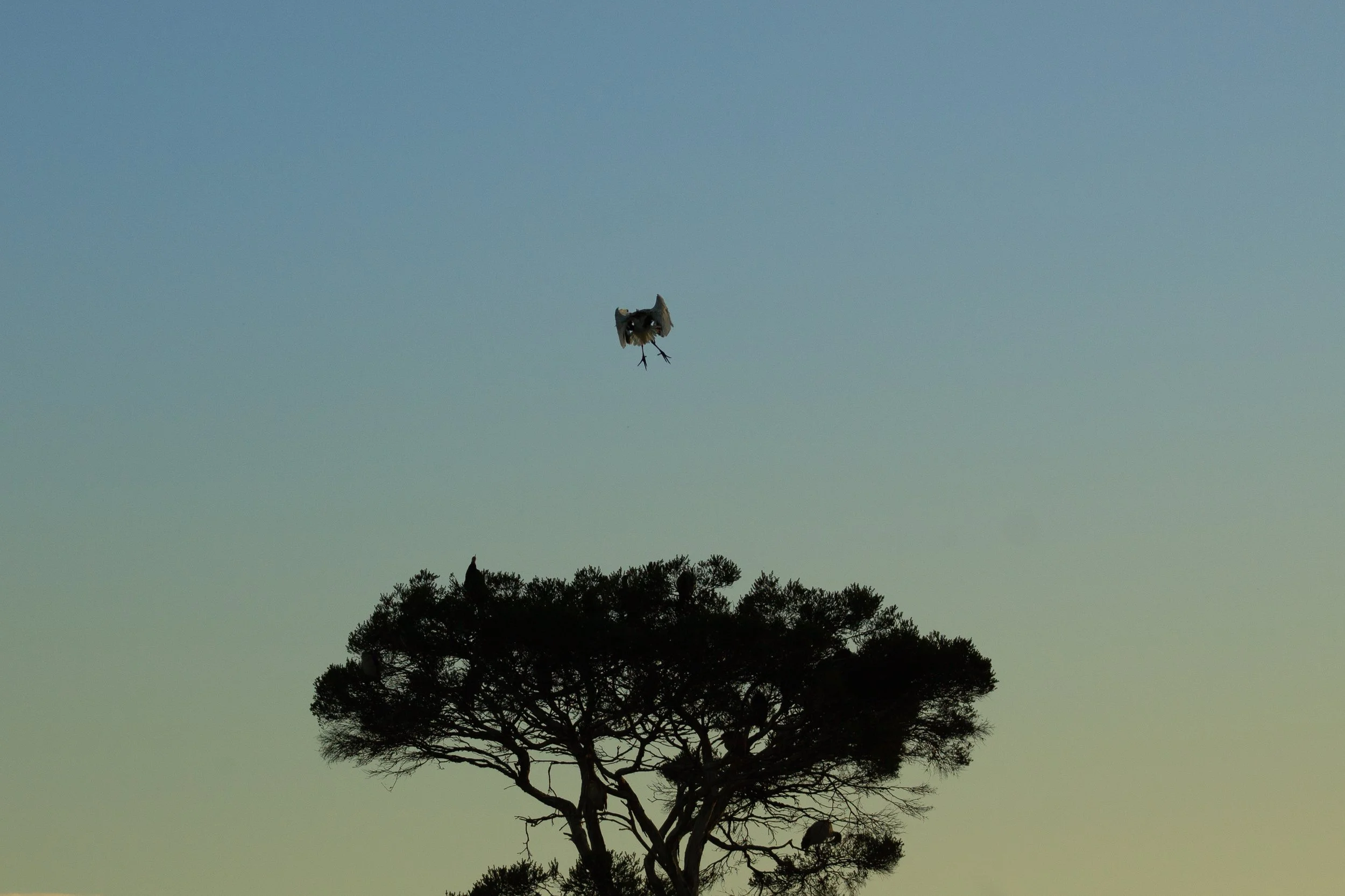 An Egret descends toward the treetops at Macleod Morass, suspended against the open sky.
