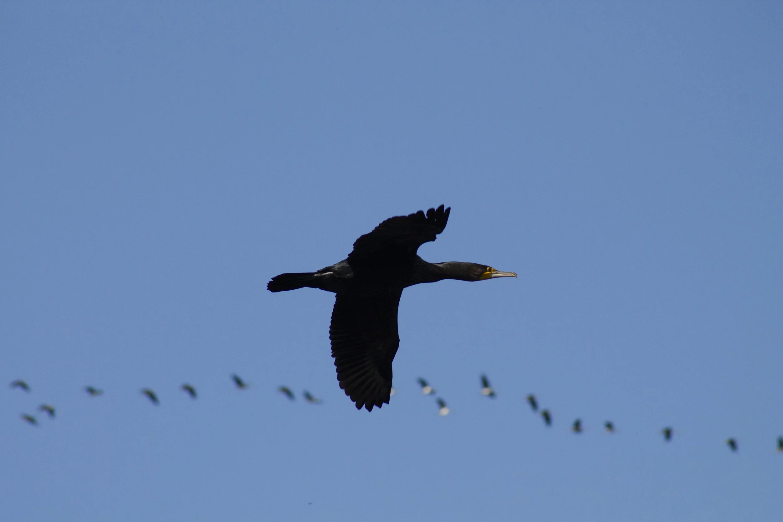 Birds