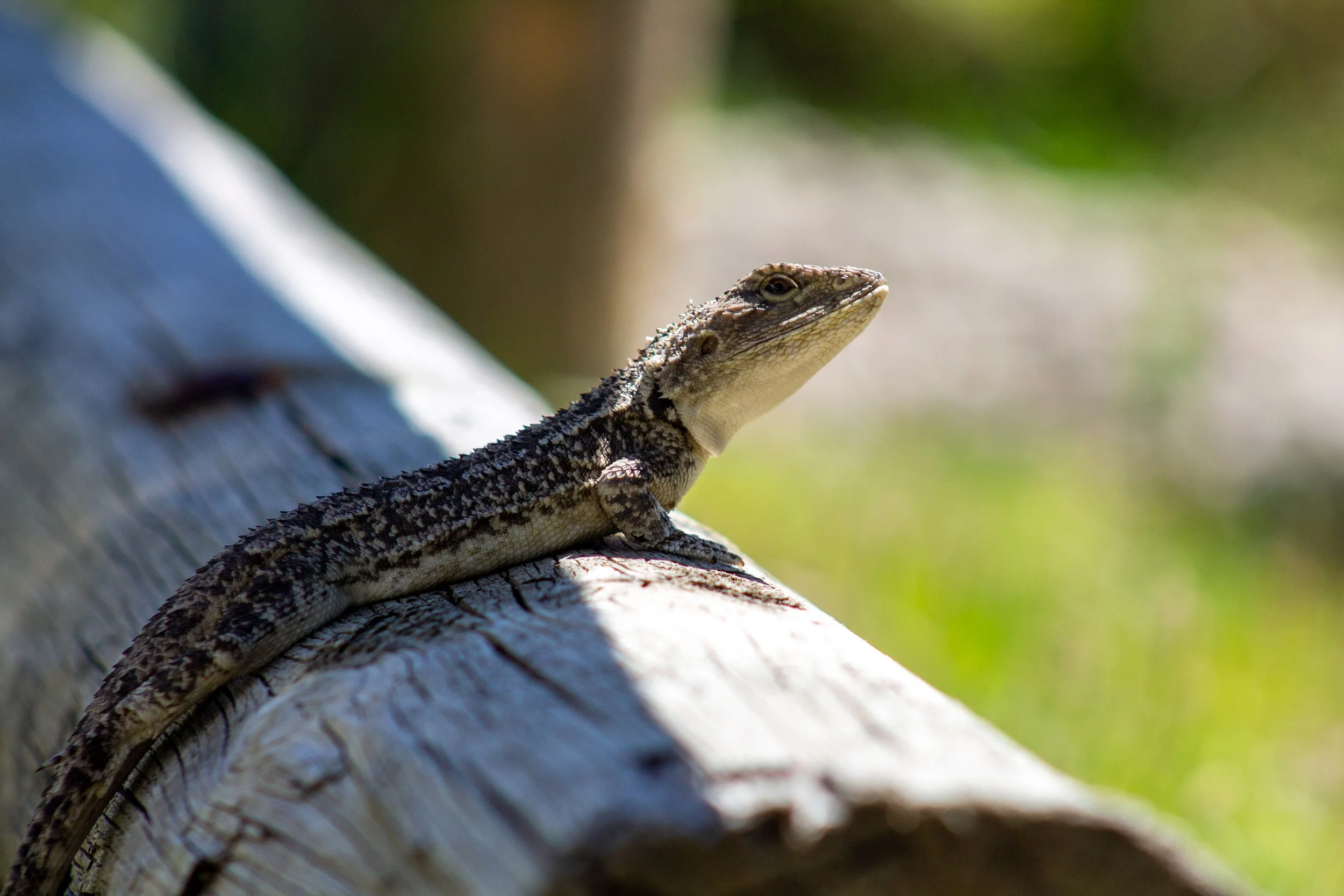 This Jacky Dragon was sunning itself at the Johnsonville boat ramp.