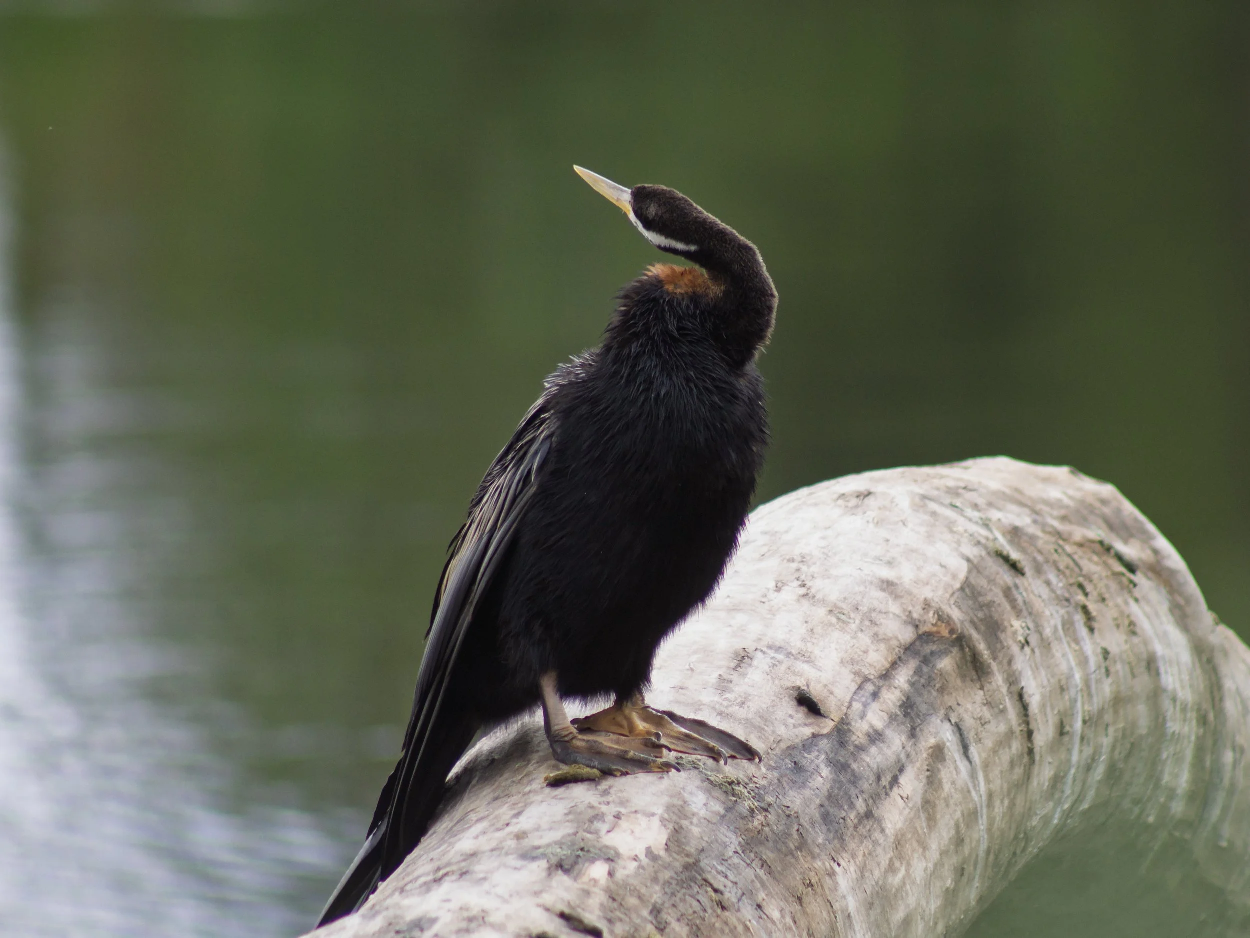 An Australasian Darter resting on a fallen riverbank log along the Mitchell River Silt Jetties. Its dark plumage almost disappearing into the deep green of the water behind it.