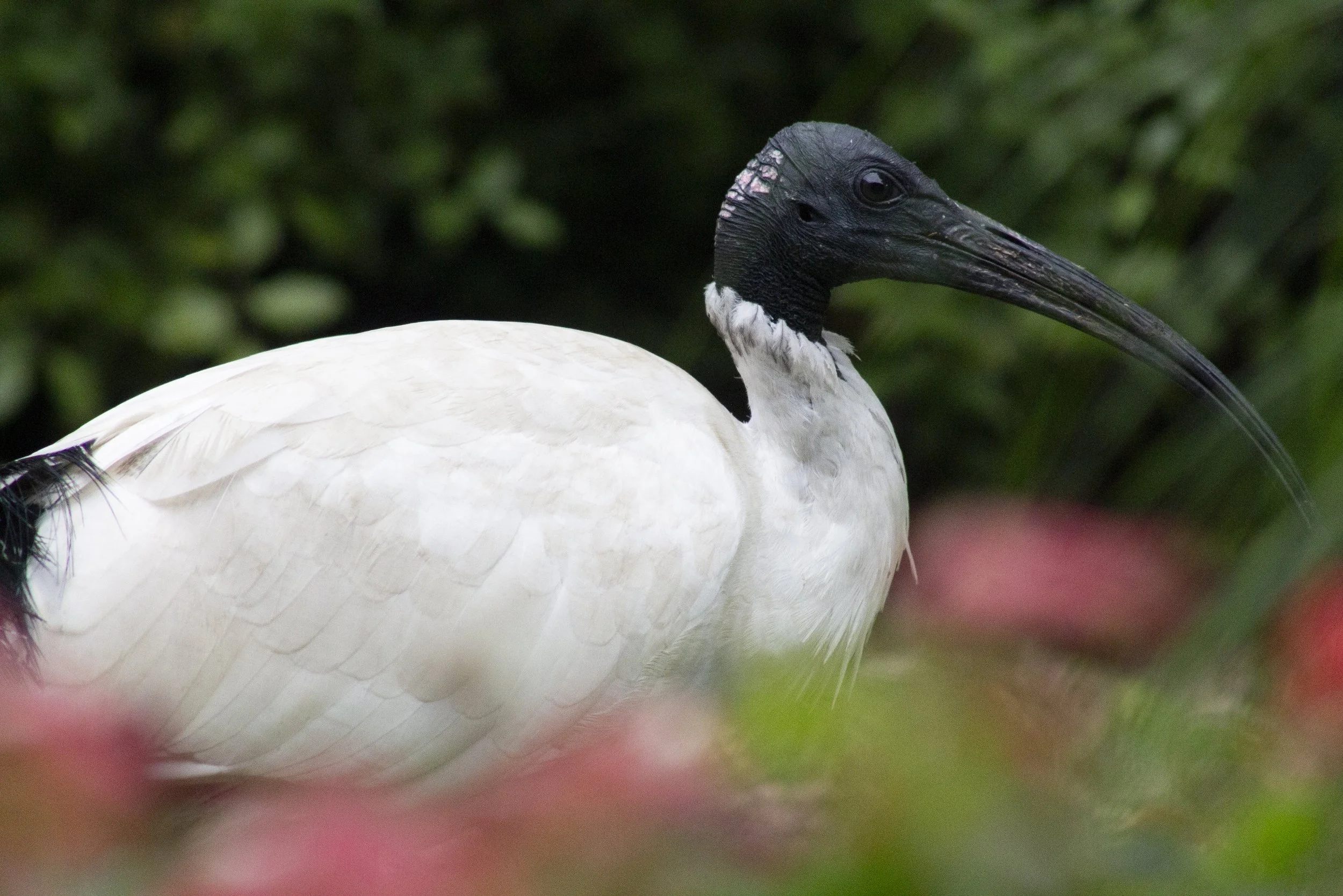 Emerging from a veil of flowers and foliage, an this Australian White Ibis pauses among the lush growth of the wetland.