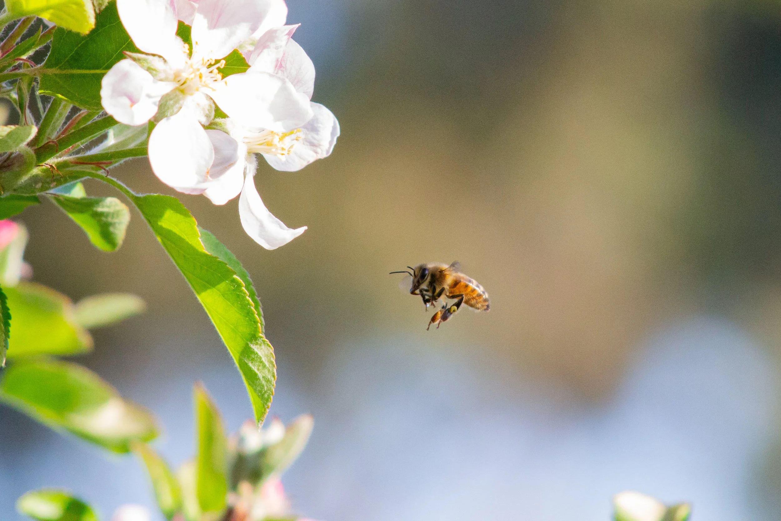 European honey bee captured in the backyard.