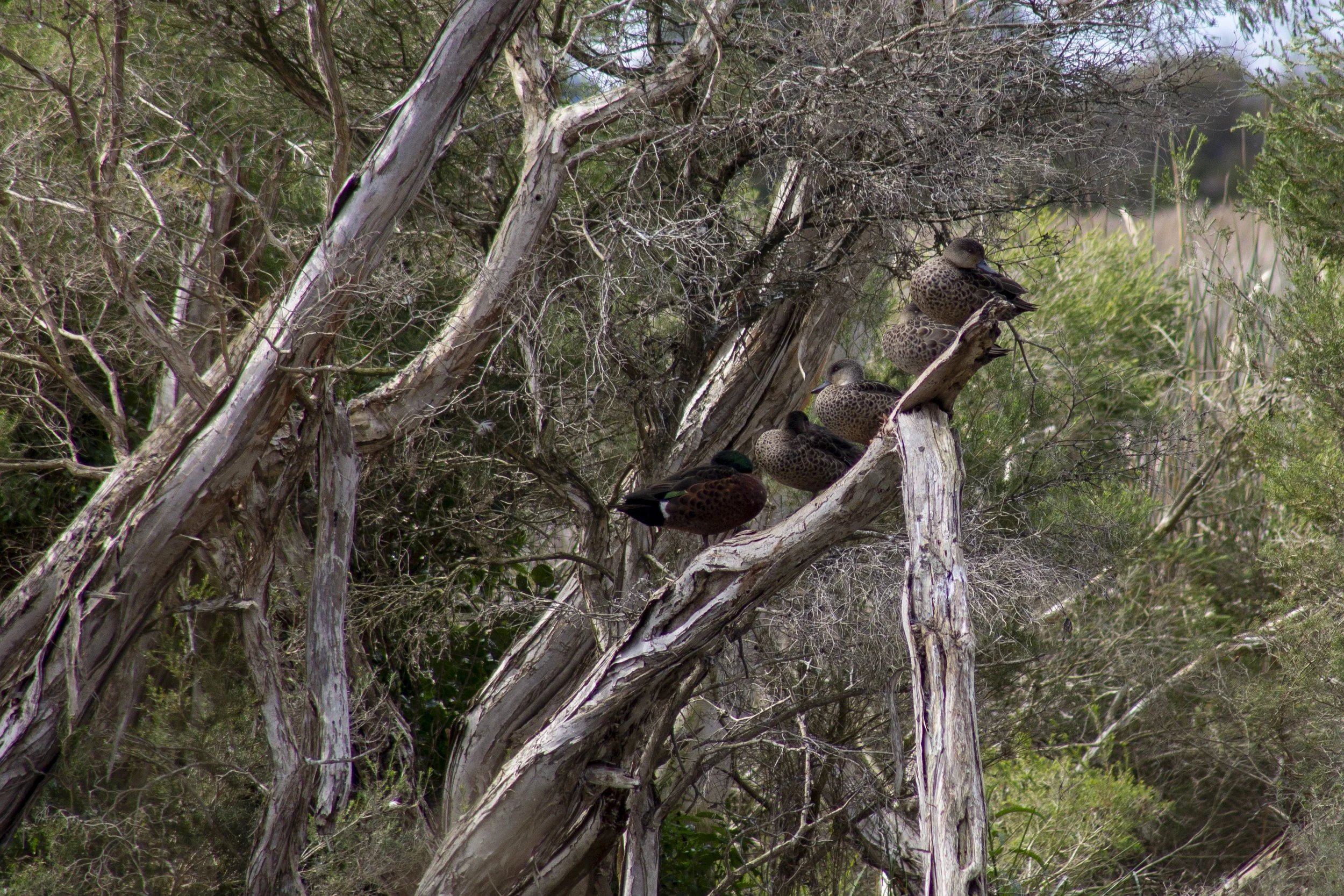 A small group of chestnut teal rests among the twisted branches and dense vegetation of Macleod Morass.