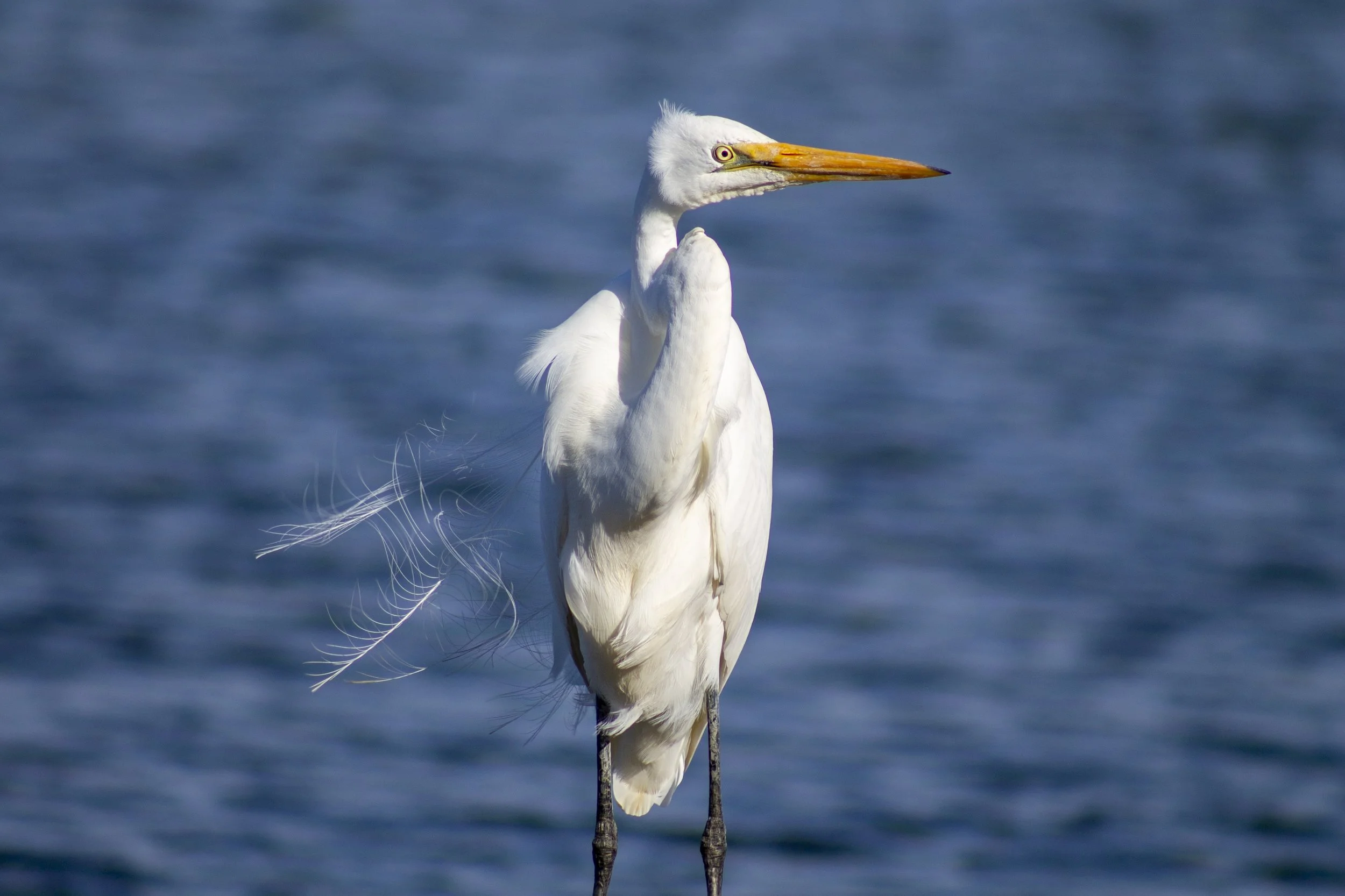 A Great Egret pauses at the water's edge at the start of River Mouth Road Eagle Point, its delicate breeding plumes catching the breeze.