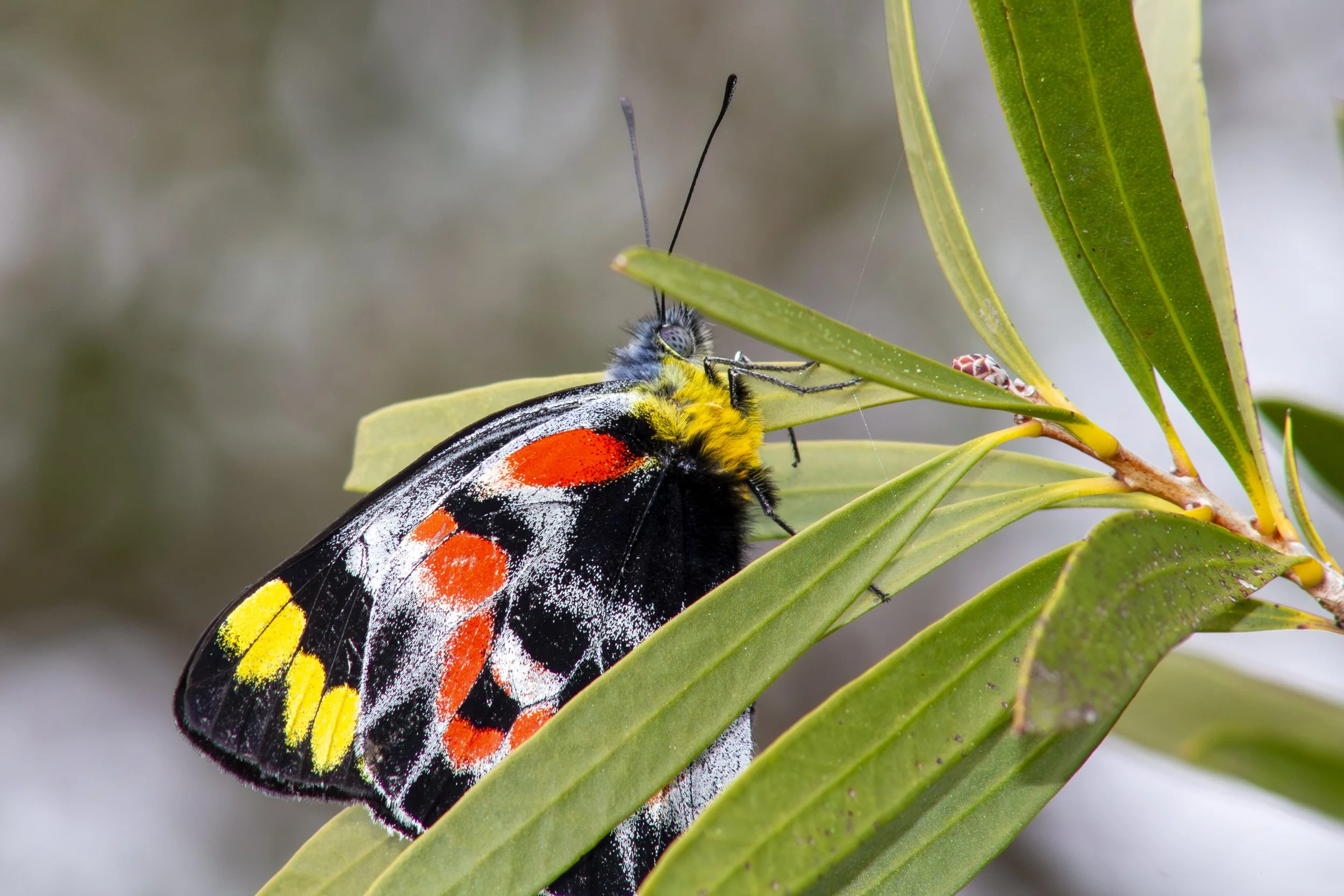 An Imperial-jezebel-butterfly captured at Mount Taylor