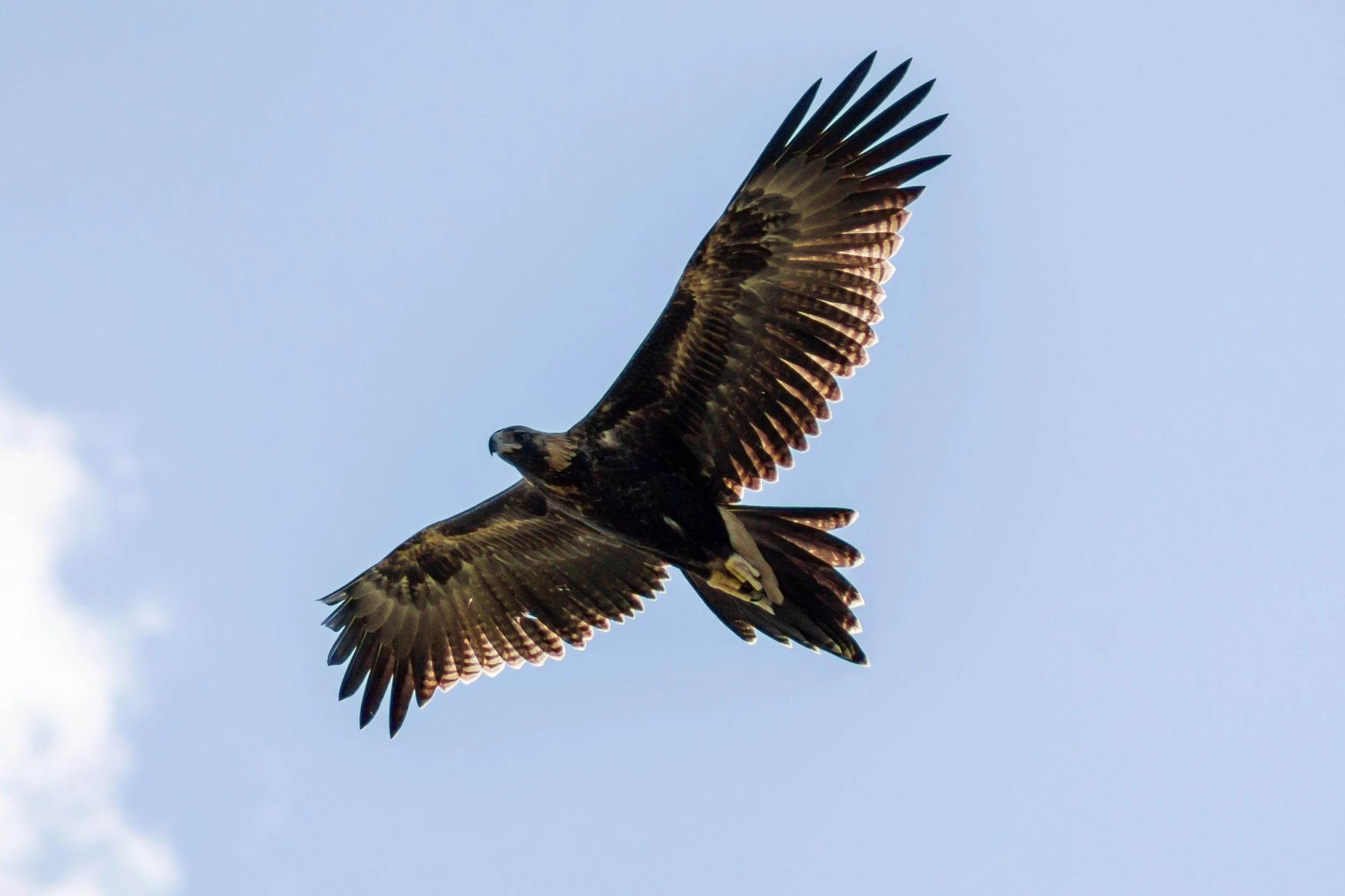 A Wedge-tailed Eagle passes overhead, its broad wings catching the light above Fernbank.