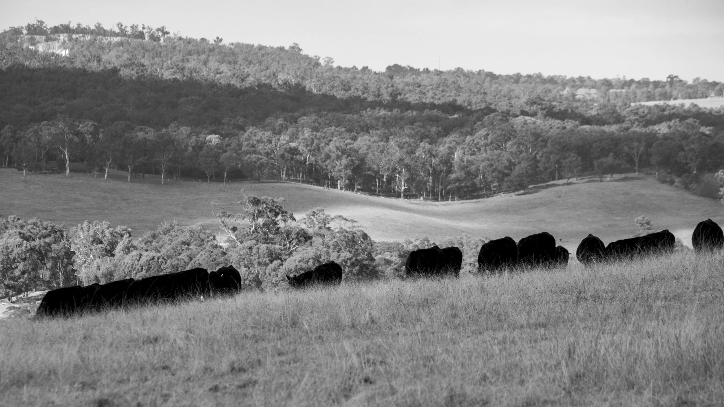 Cattle grazing across the hills of the countryside.