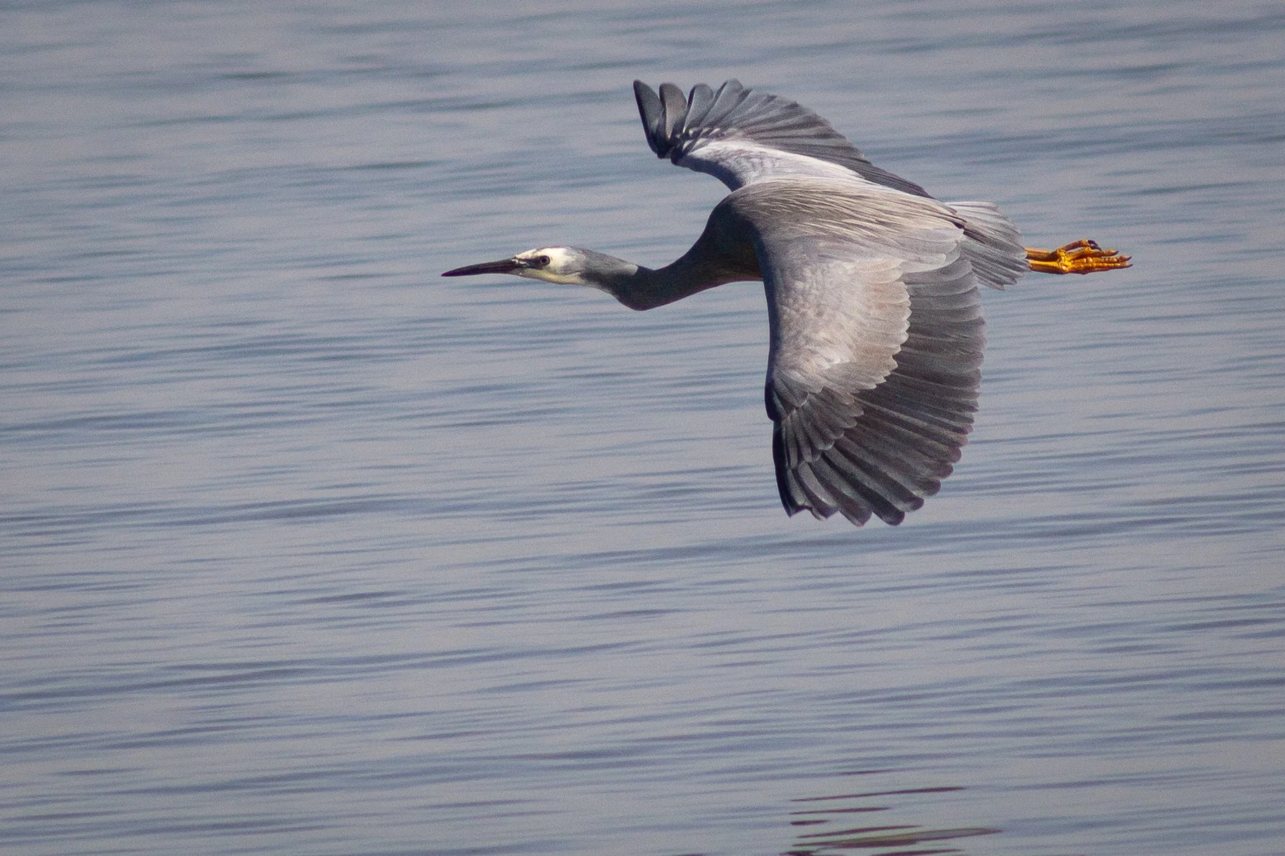 This White-faced Heron is grace in motion skimming the quiet waters of Tambo Bay.