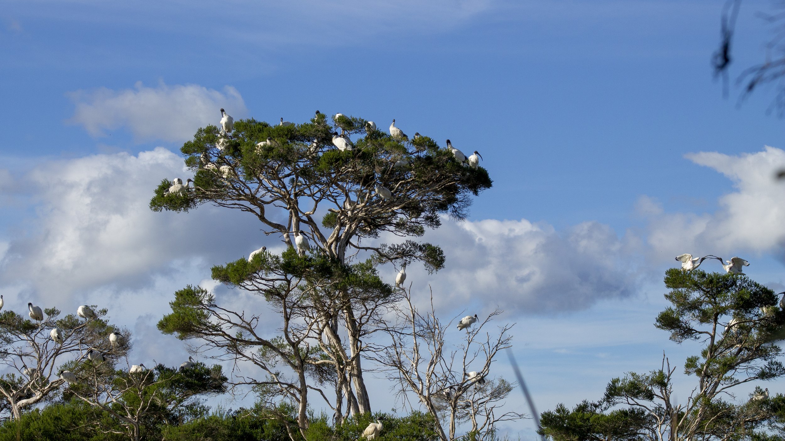 Australian White Ibis colony gather among the windswept trees of the Macleod Morass Wildlife Reserve.