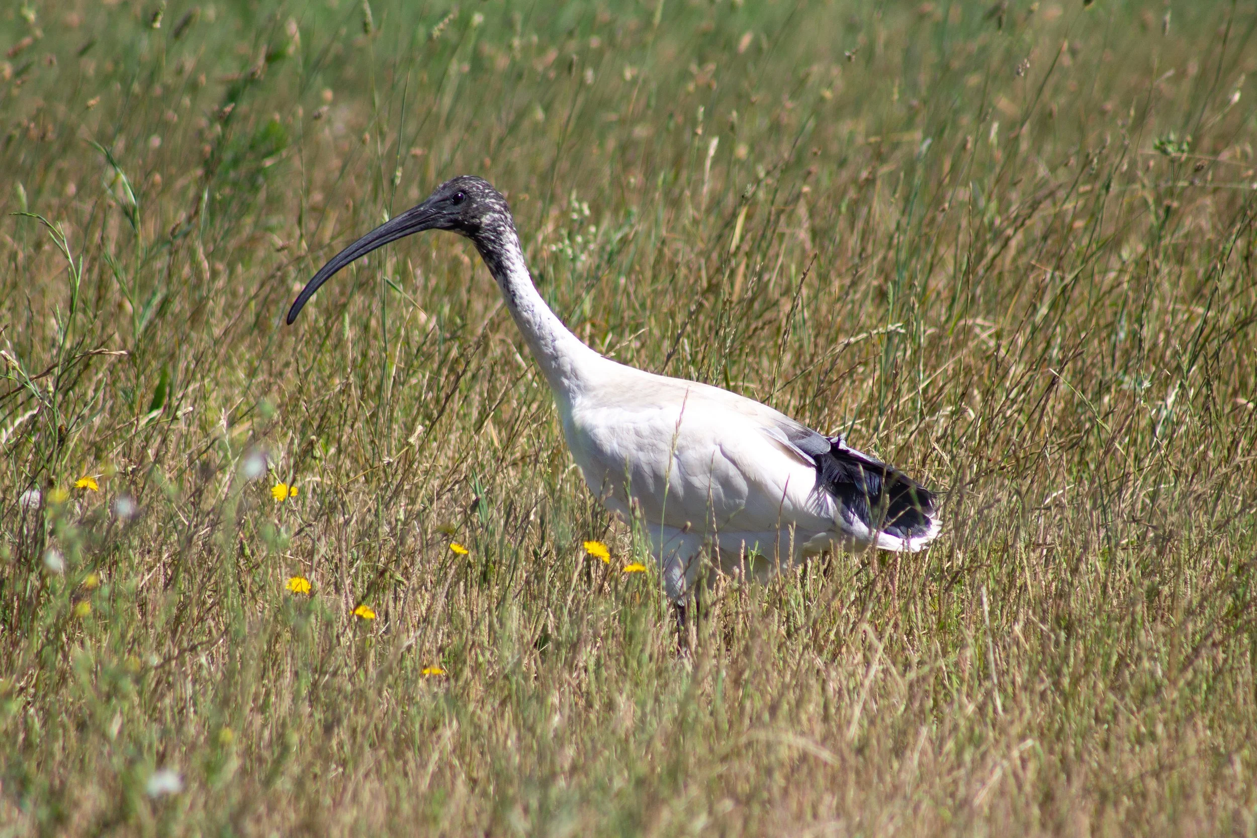 Australian White Ibis foraging through a summer meadow near McFarlane Road on the Tambo River, moving quietly among the grasses and scattered yellow flowers.