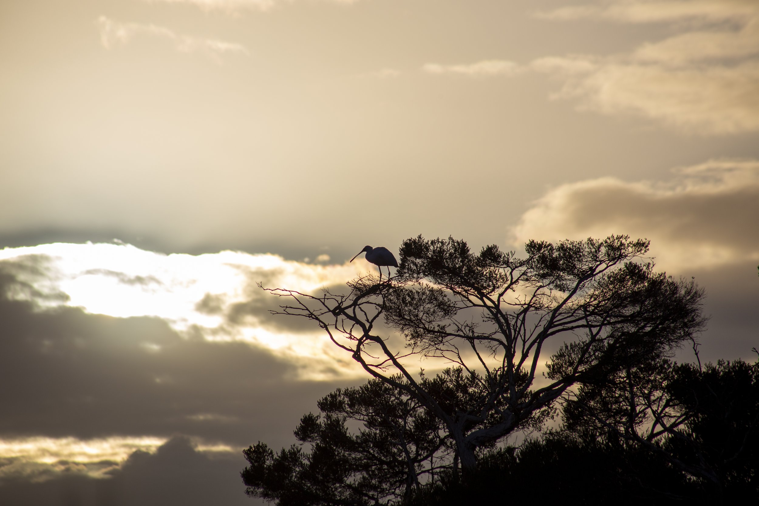 A Royal Spoonbill silhouetted against the morning light at McLeod Morass.