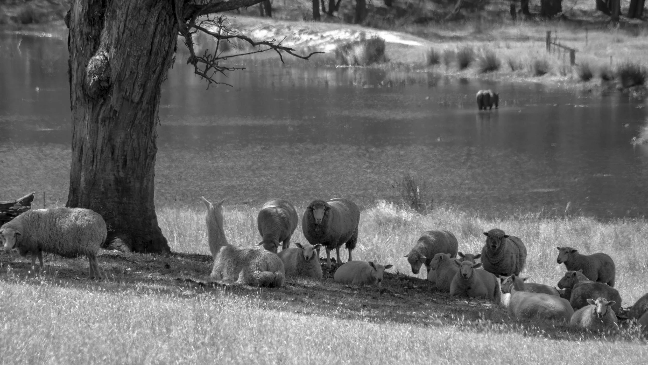 Sheep shelter beneath a gum tree beside a farm dam.