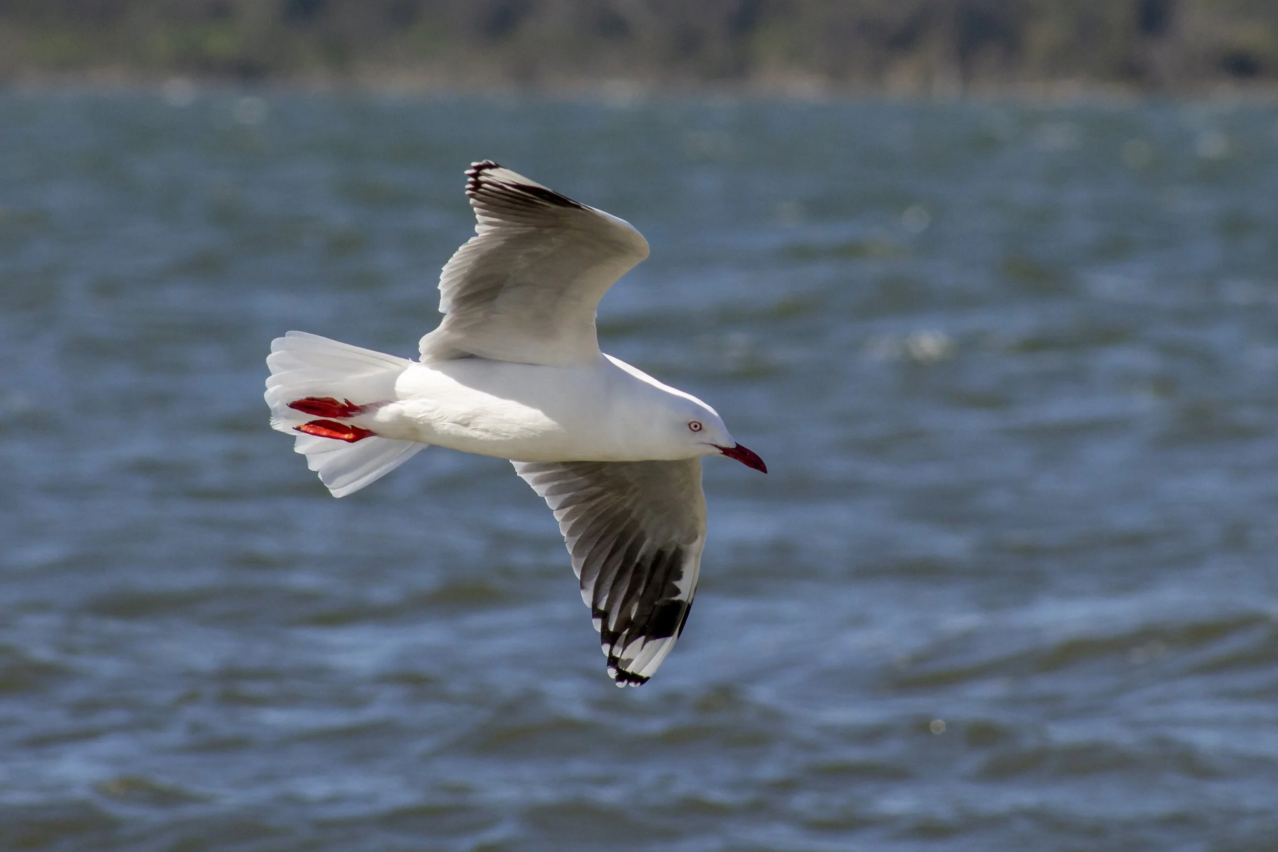 A Silver Gull glides low over the waters of the Gippsland Lakes.