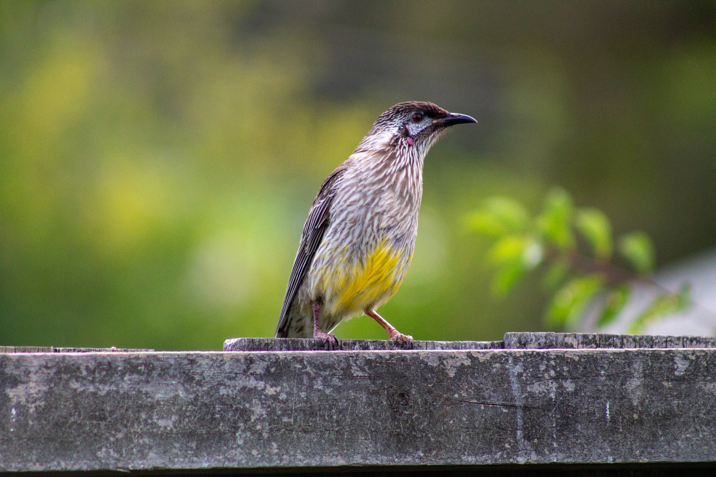 A Red Wattlebird pauses on the edge of the garden.