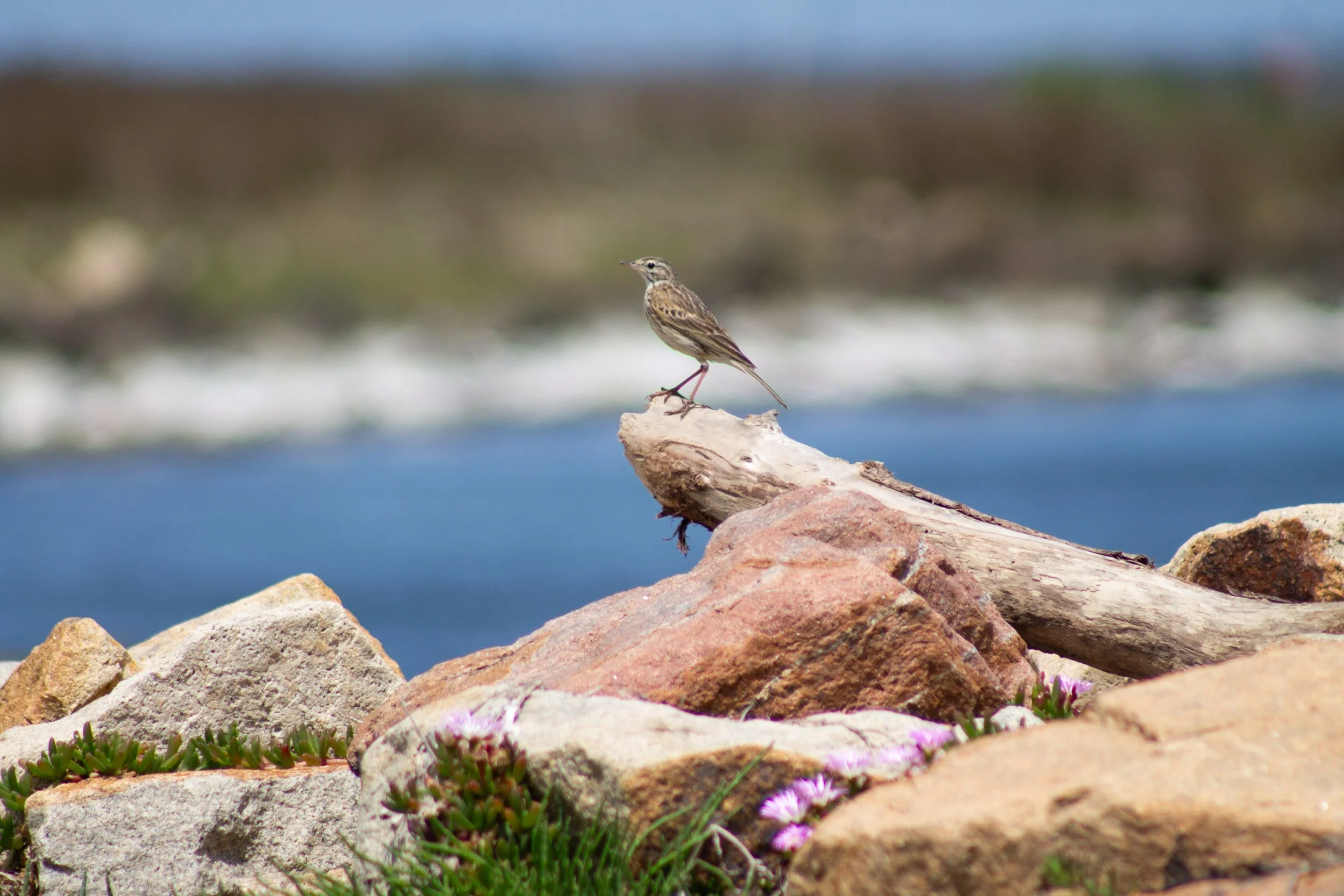 Australian Pipit poised above the mouth of the Tambo River, surrounded by weathered stone, driftwood and the quiet colours of the water.