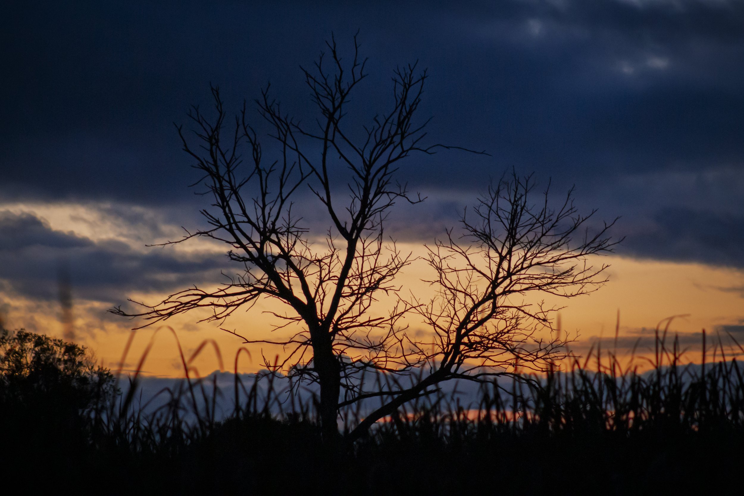 I've photographed this tree many times since I first started walking into the morass. In winter, when the leaves are gone, its shape becomes much more pronounced. This was one of those mornings when the colour behind it made me stop again.
