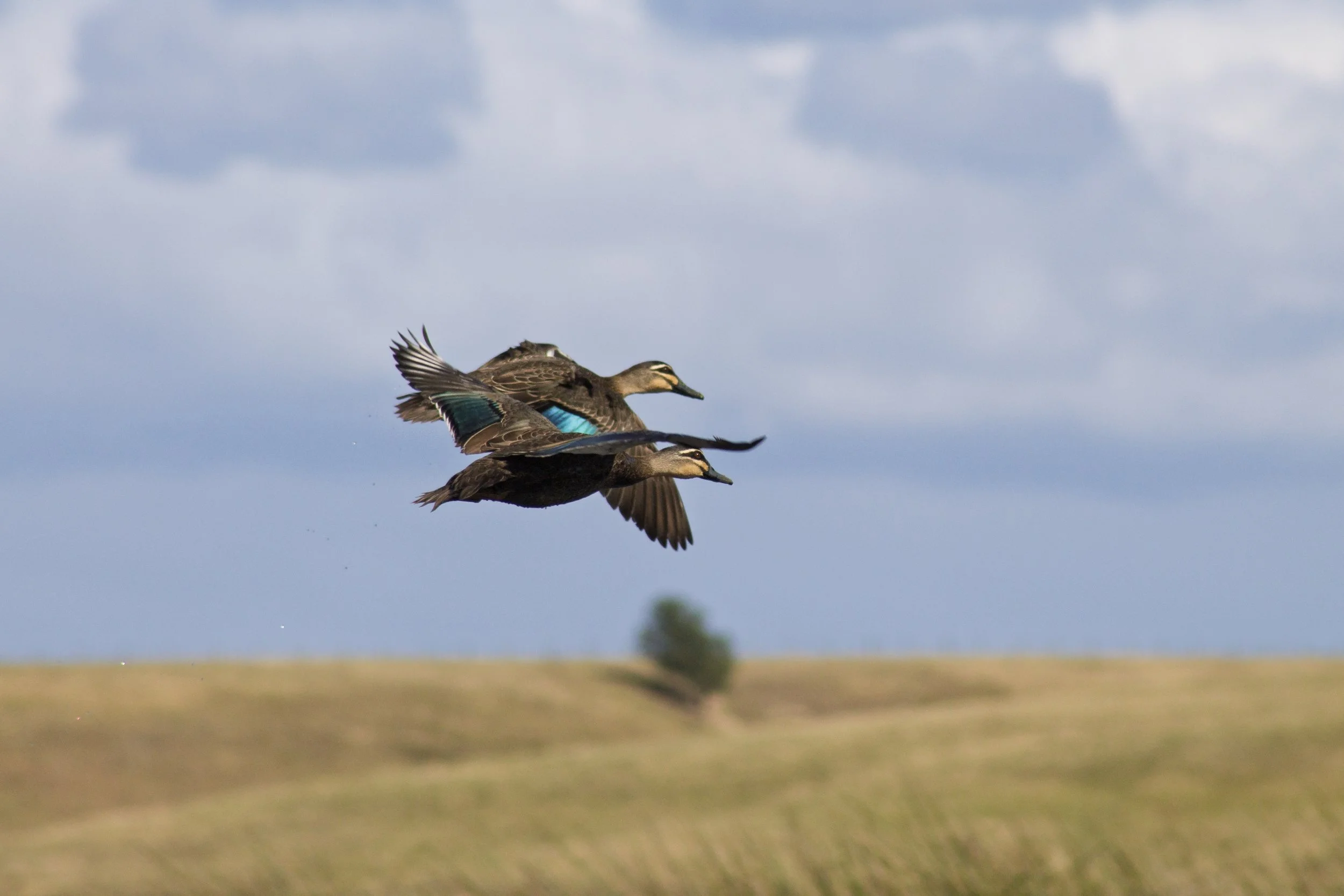 Two Pacific Black Ducks lift off above the open wetlands of McLeod Morass.