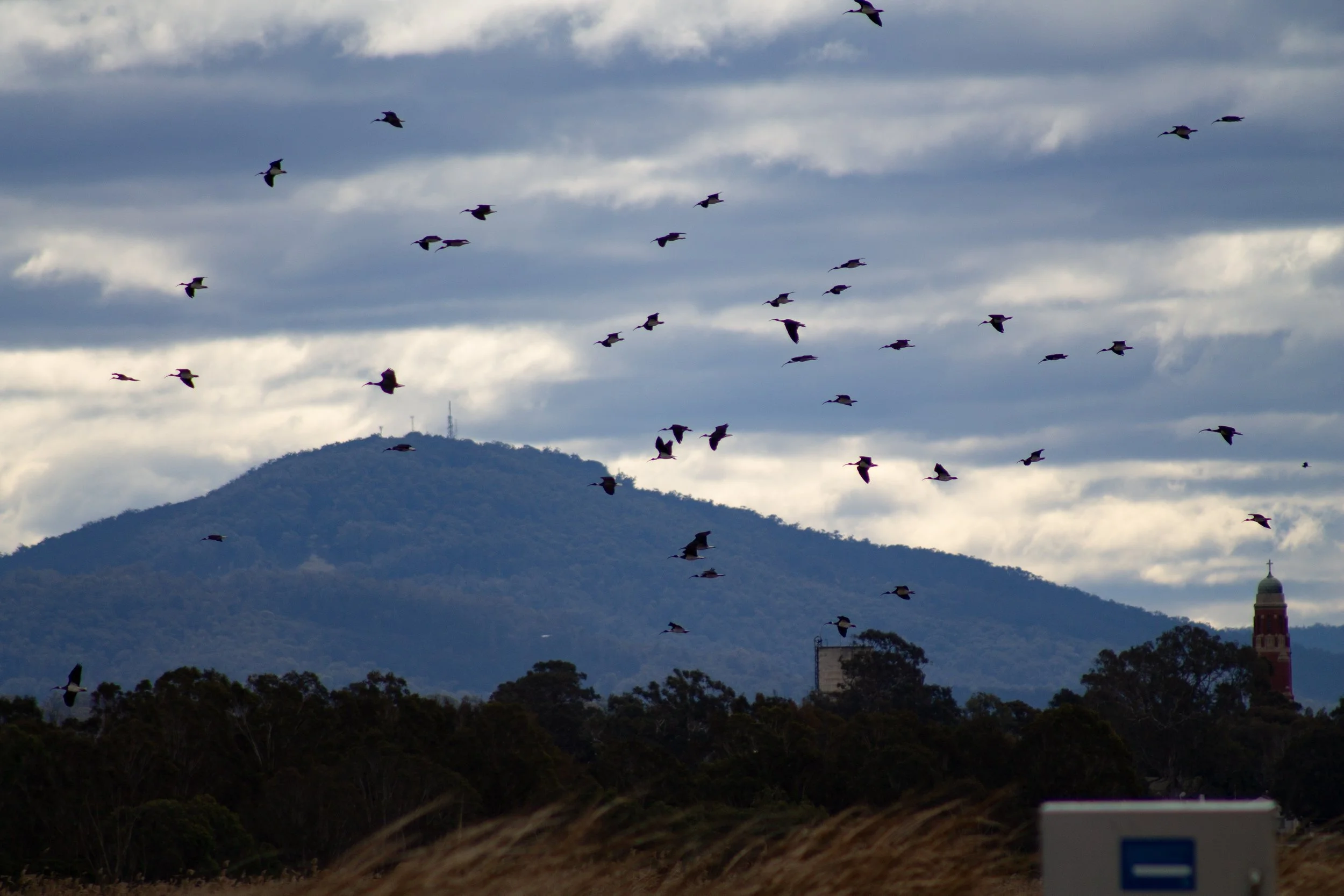 Above the morass, the ibis gather beneath the Mount Taylor overlooking the city of Bairnsdale