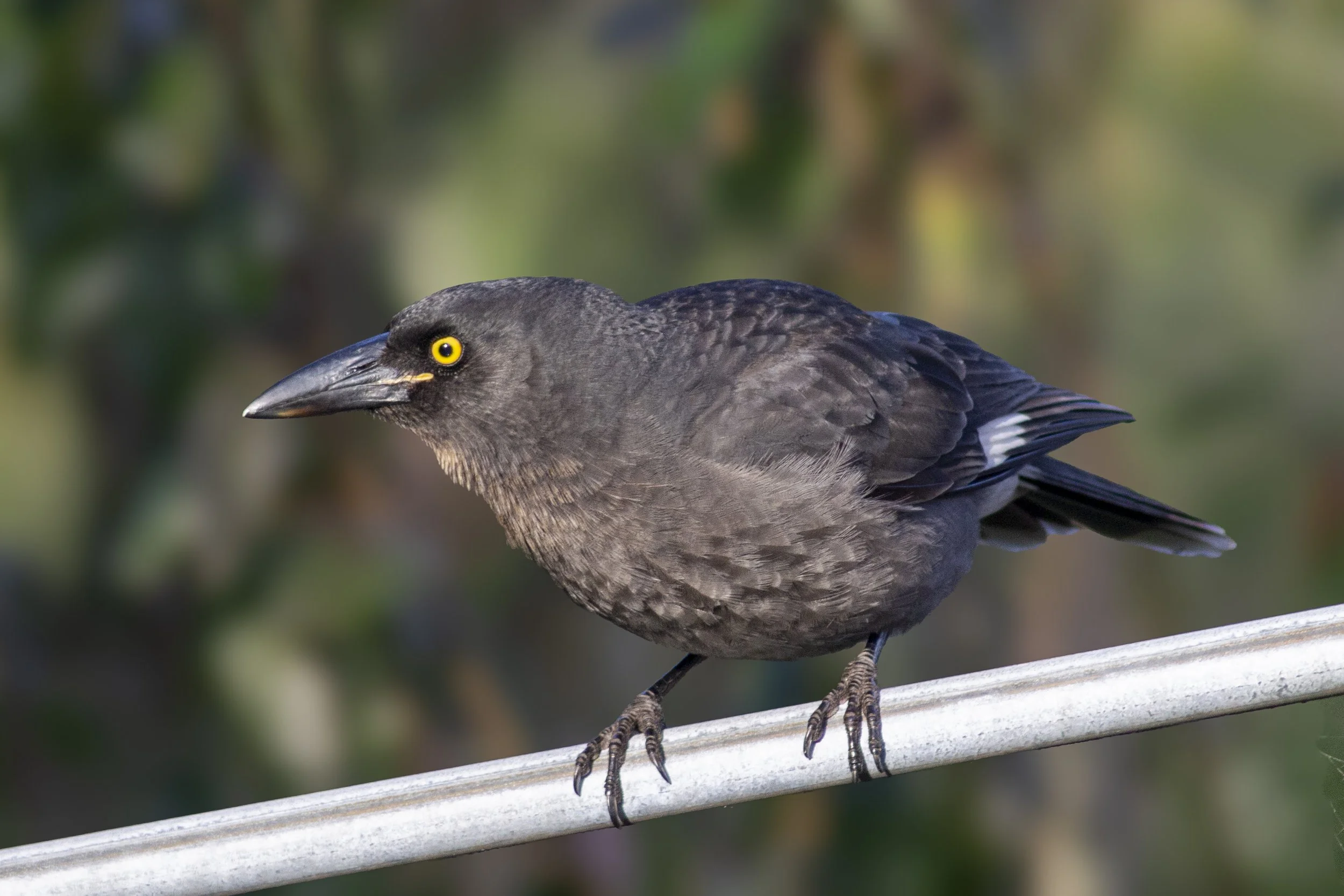 A Pied Currawong watches from the edge of the garden, its bright eye catching the light.