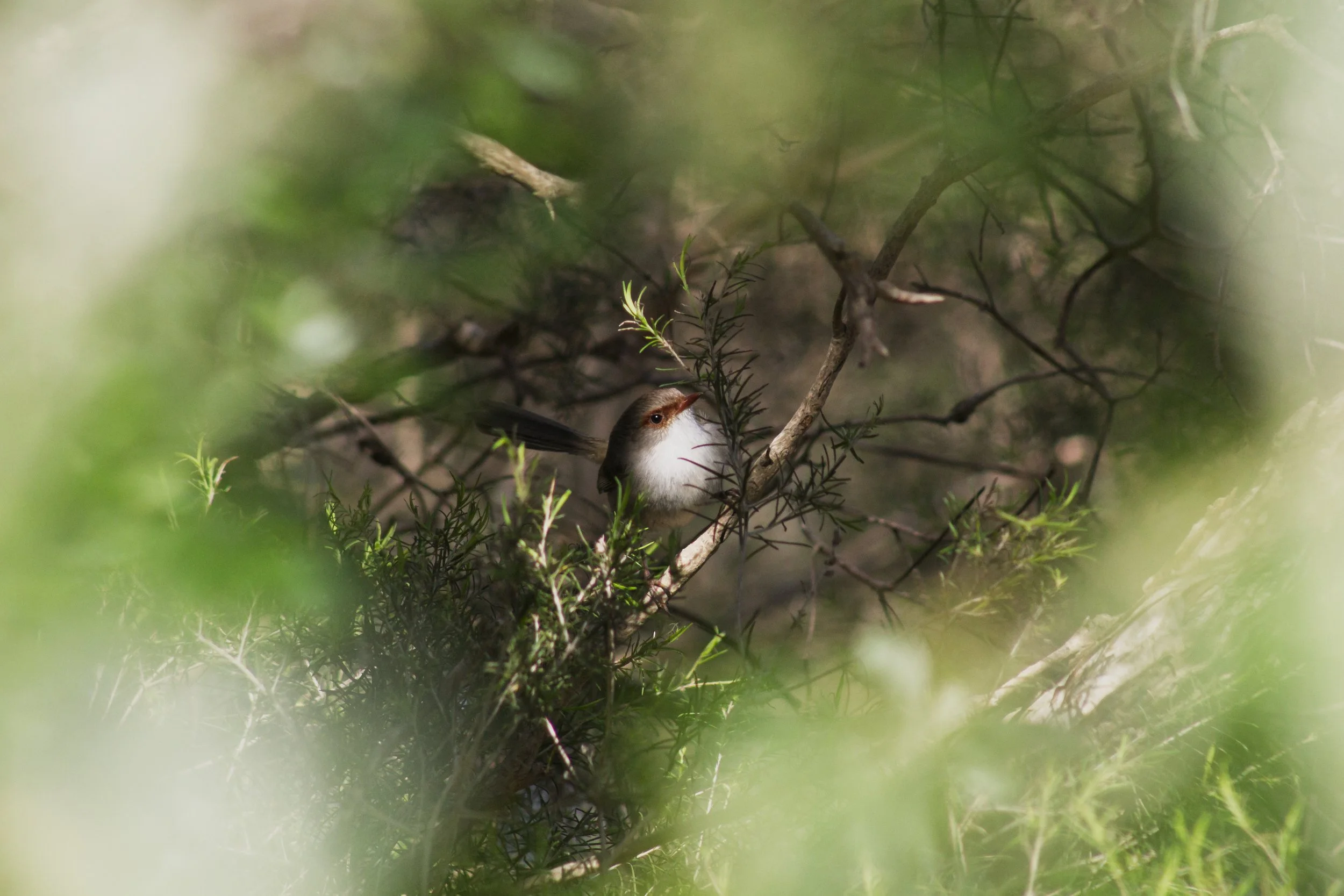 A Superb fairywren gives us a fleeting glimpse of life beneath the scrub.