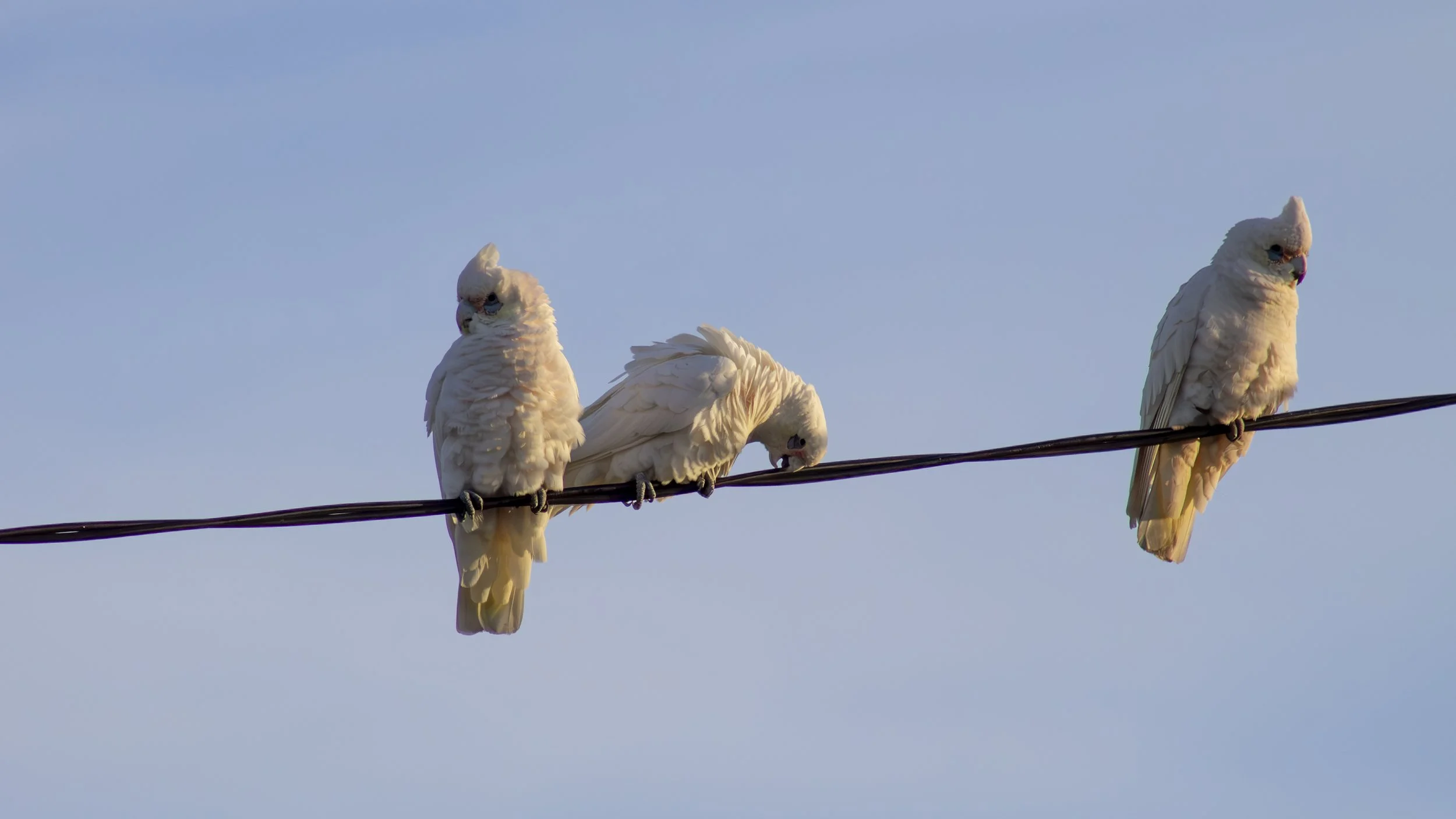 Three Little Corellas pause together on a quiet afternoon in Bairnsdale.