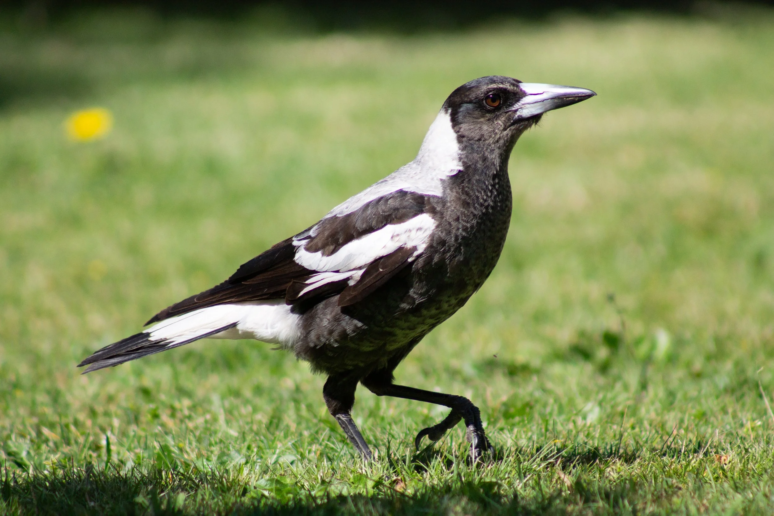 A Magpie crosses the grass, caught in a moment of quiet purpose.