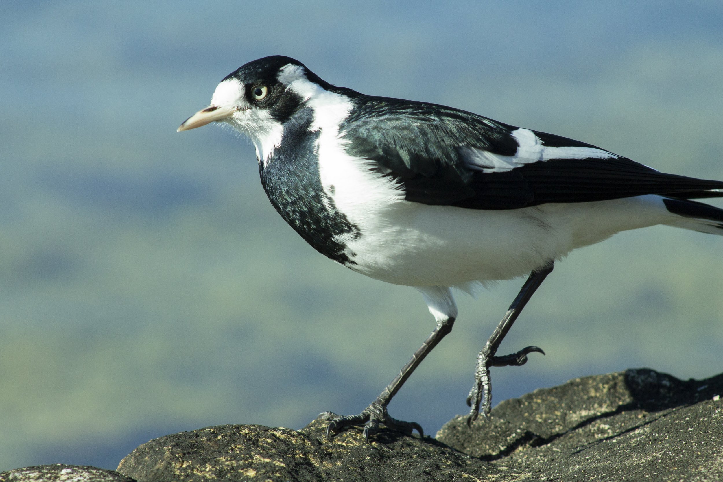 A Magpie-lark stands among the rocks at Paynesville, alert to the world around it.
