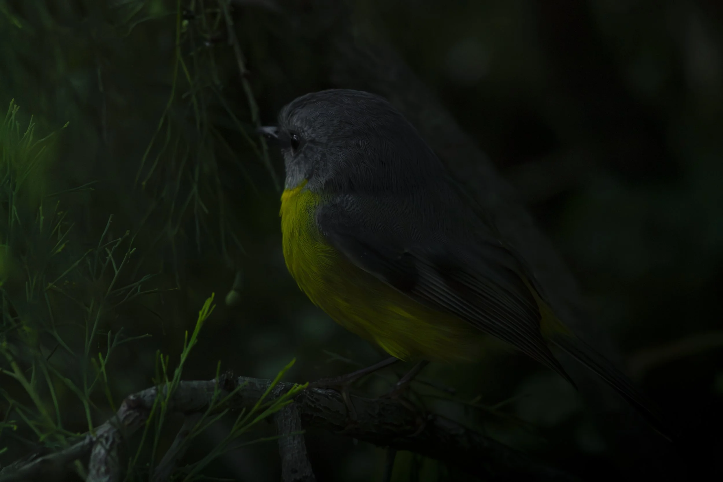 An Eastern Yellow Robin emerges from the shadows of the forest at Nyerimilang Heritage Park.