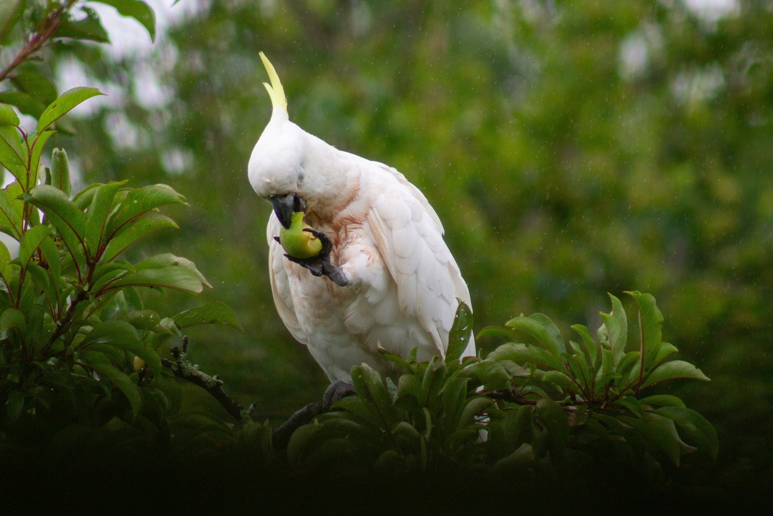 For this Sulphur-crested Cockatoo even the rain can't interrupt it making a lunch of my apple tree.