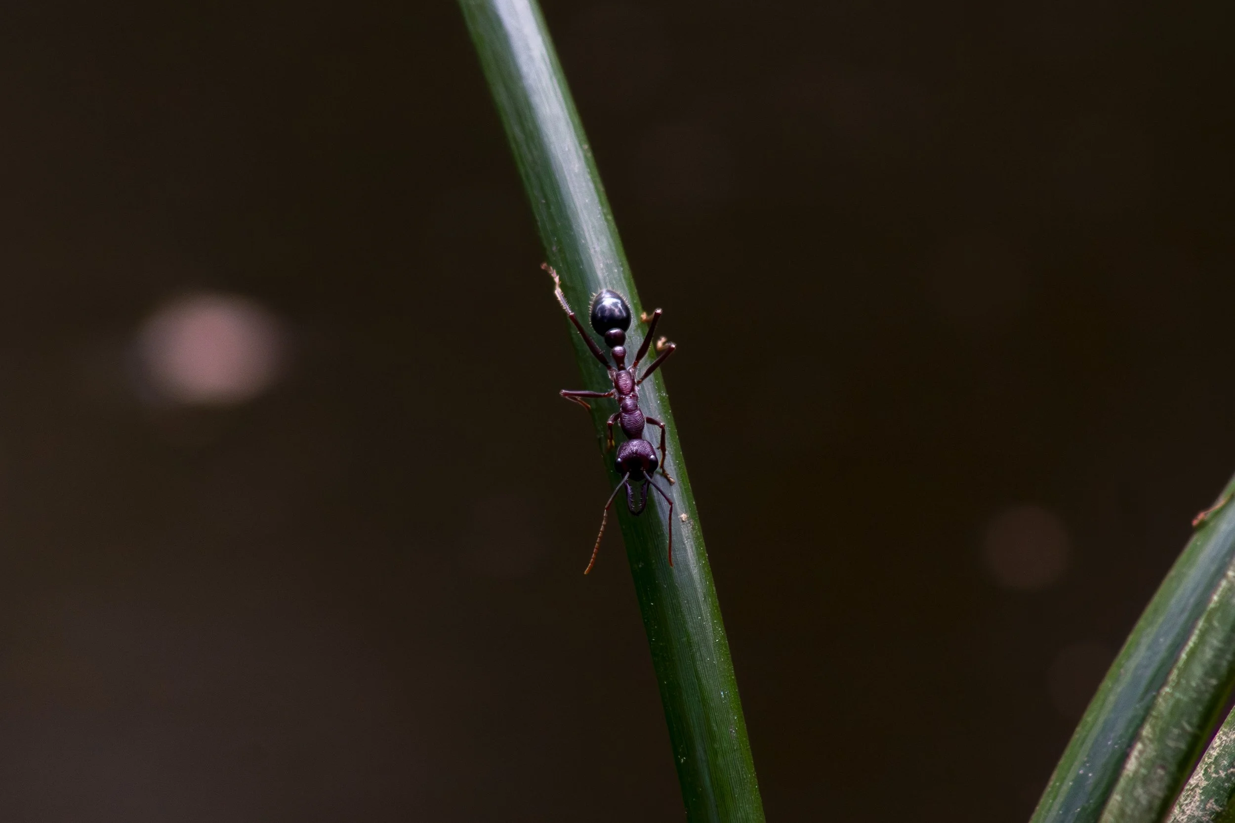 This Inchman ant was going about its business near the Bouchers Road Walking Track.