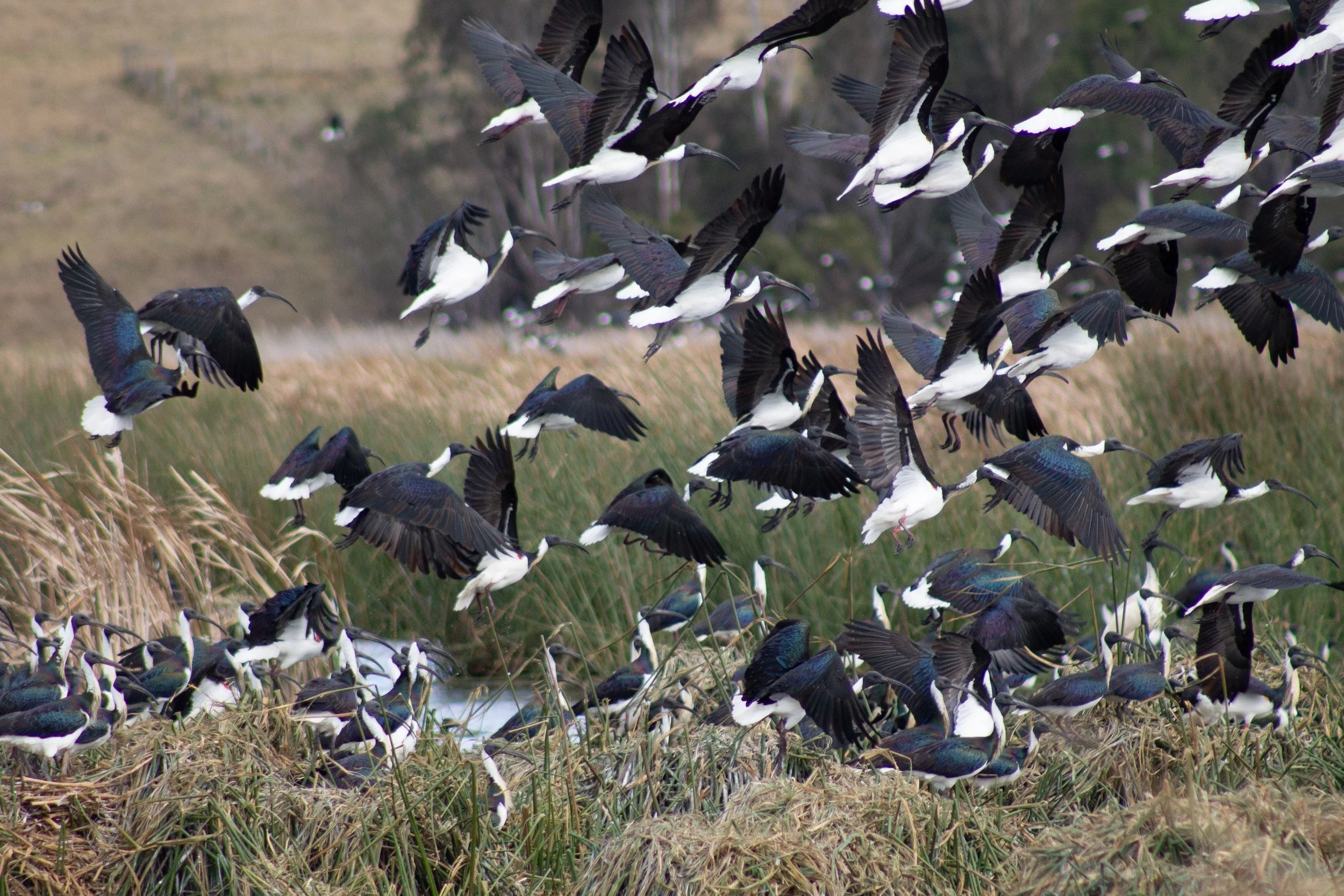 For a moment, the quiet wetland of Macleod Morass became an eruption of activity from these Straw-necked Ibis