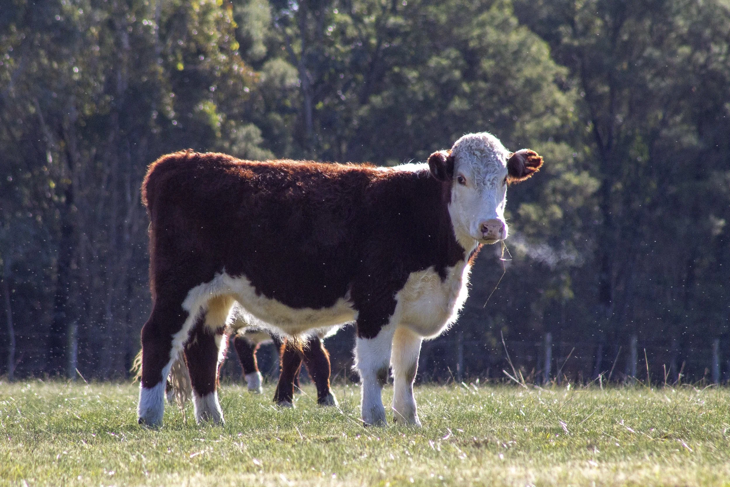 Backlit Hereford calf standing in the afternoon light.