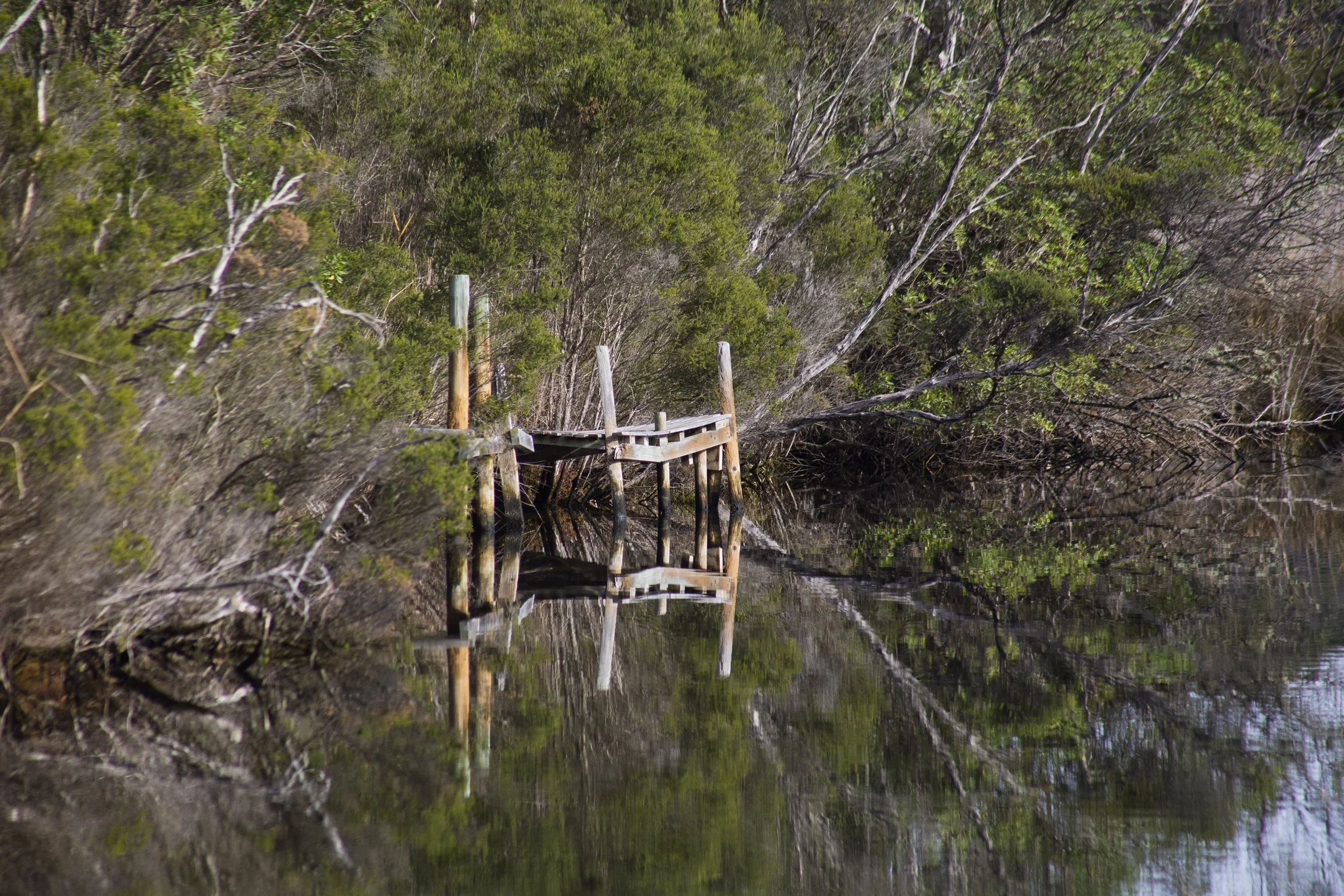 A quiet section of the Dinni Birraark Walk at Newlands Arm, East Gippsland, Victoria, where still water reflects the surrounding trees and vegetation.