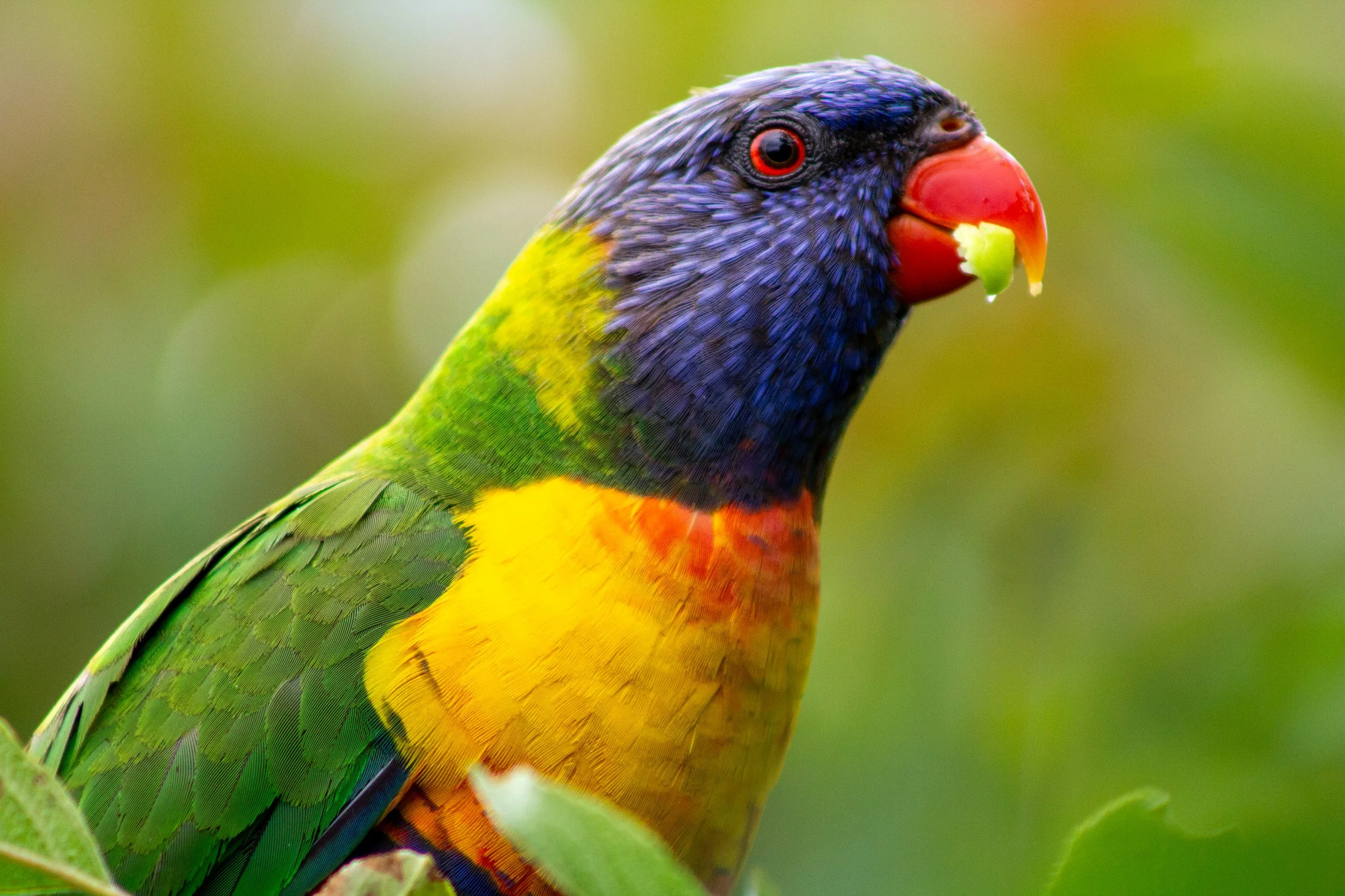 A Rainbow Lorikeet pauses with a mouthful from my apple tree in the backyard. Proving you can get some good wildlife portraits right in your own backyard.