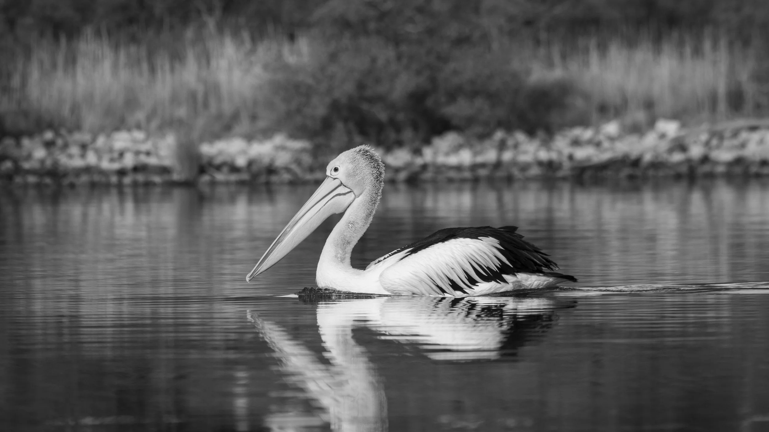 This Australian Pelican was gliding across still water on the Tambo River, its reflection dissolving beneath it.
