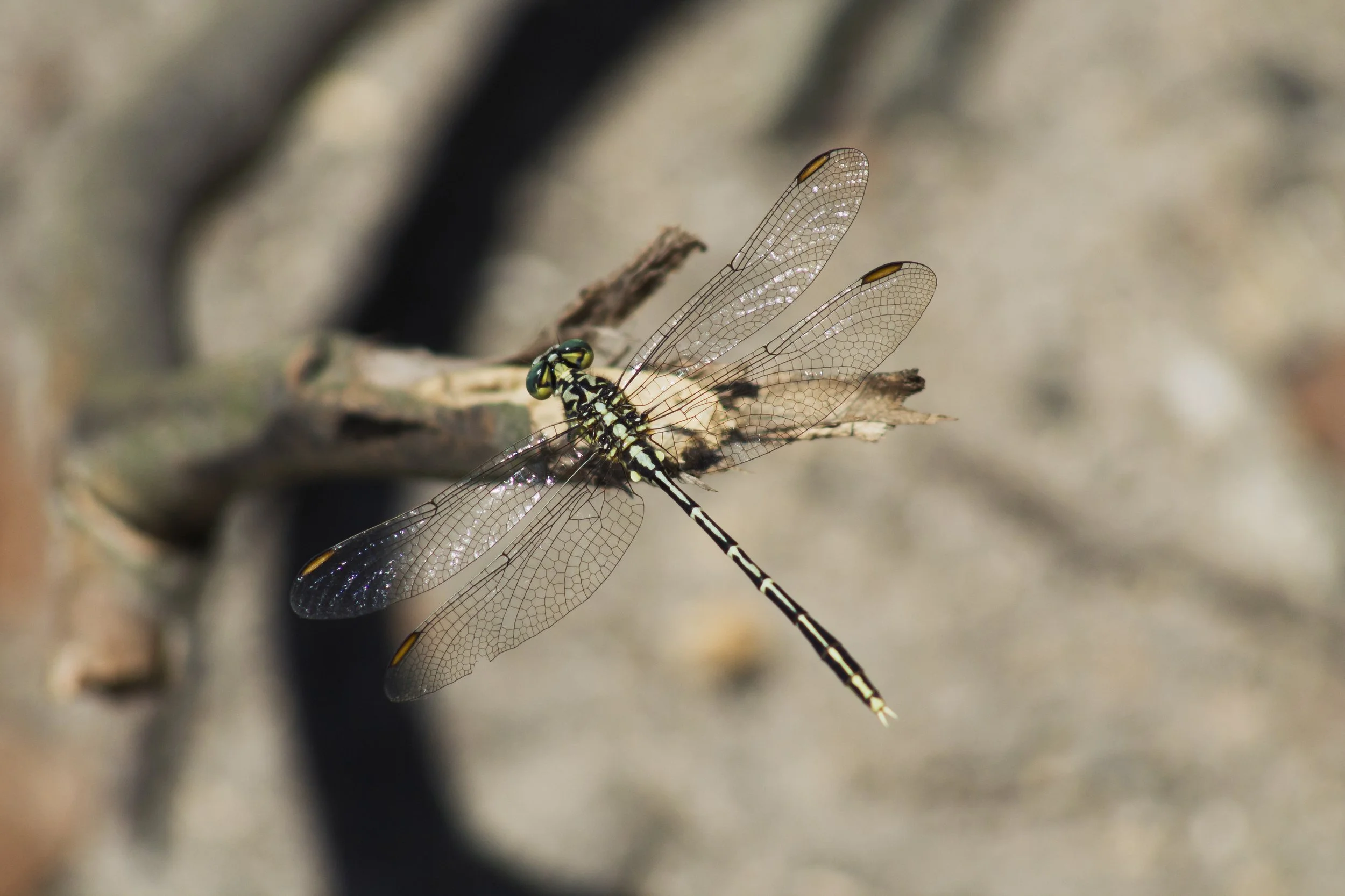 This Yellow-striped hunter was taken along the Dinni Birraark Walk.