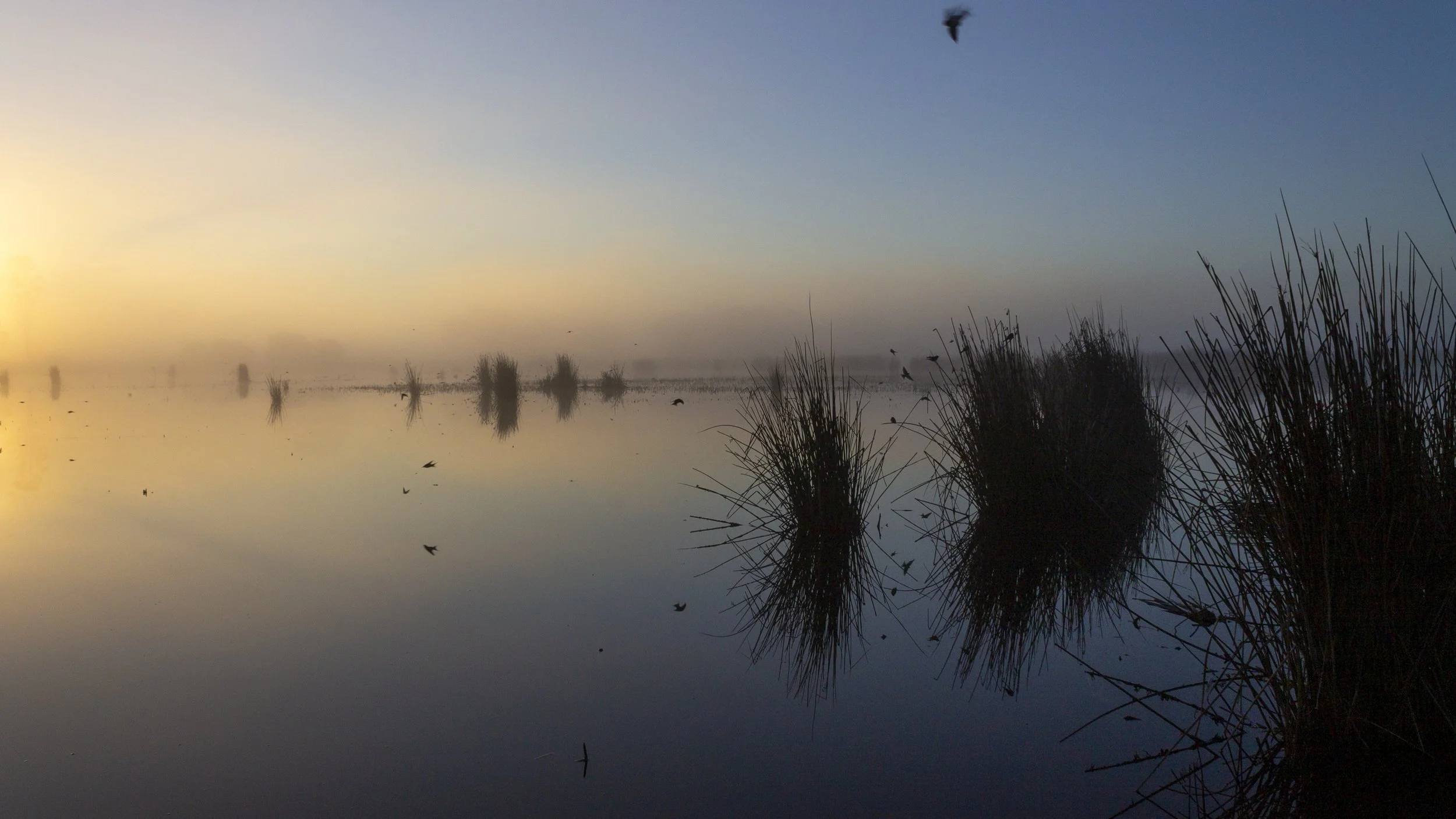 The Tree Martins were having a great time that morning, sweeping low over the water in the first light. I stood there watching them for a while before making this photograph.