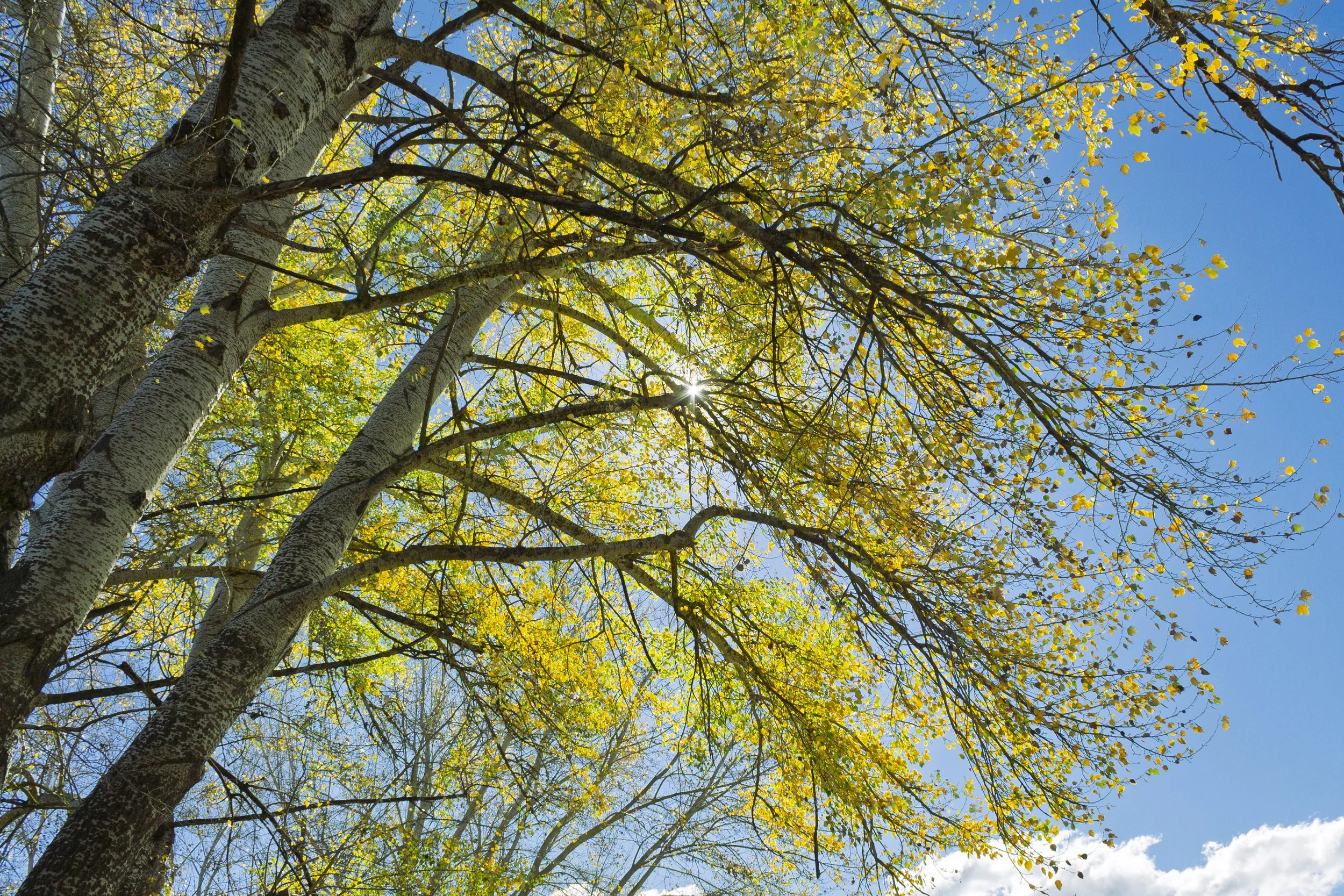 Autumn foliage along the Tambo River at Tambo Upper, with sunlight filtering through the bare branches of the deciduous trees.