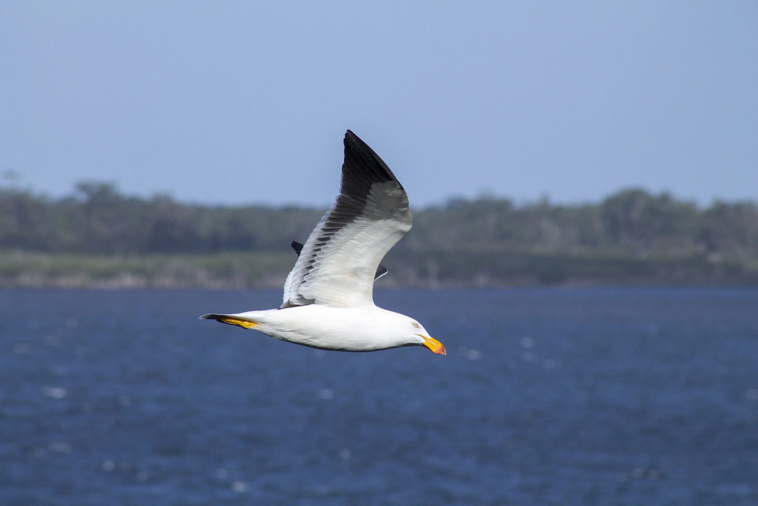 A Pacific Gull sweeps high over the waters of Metung.