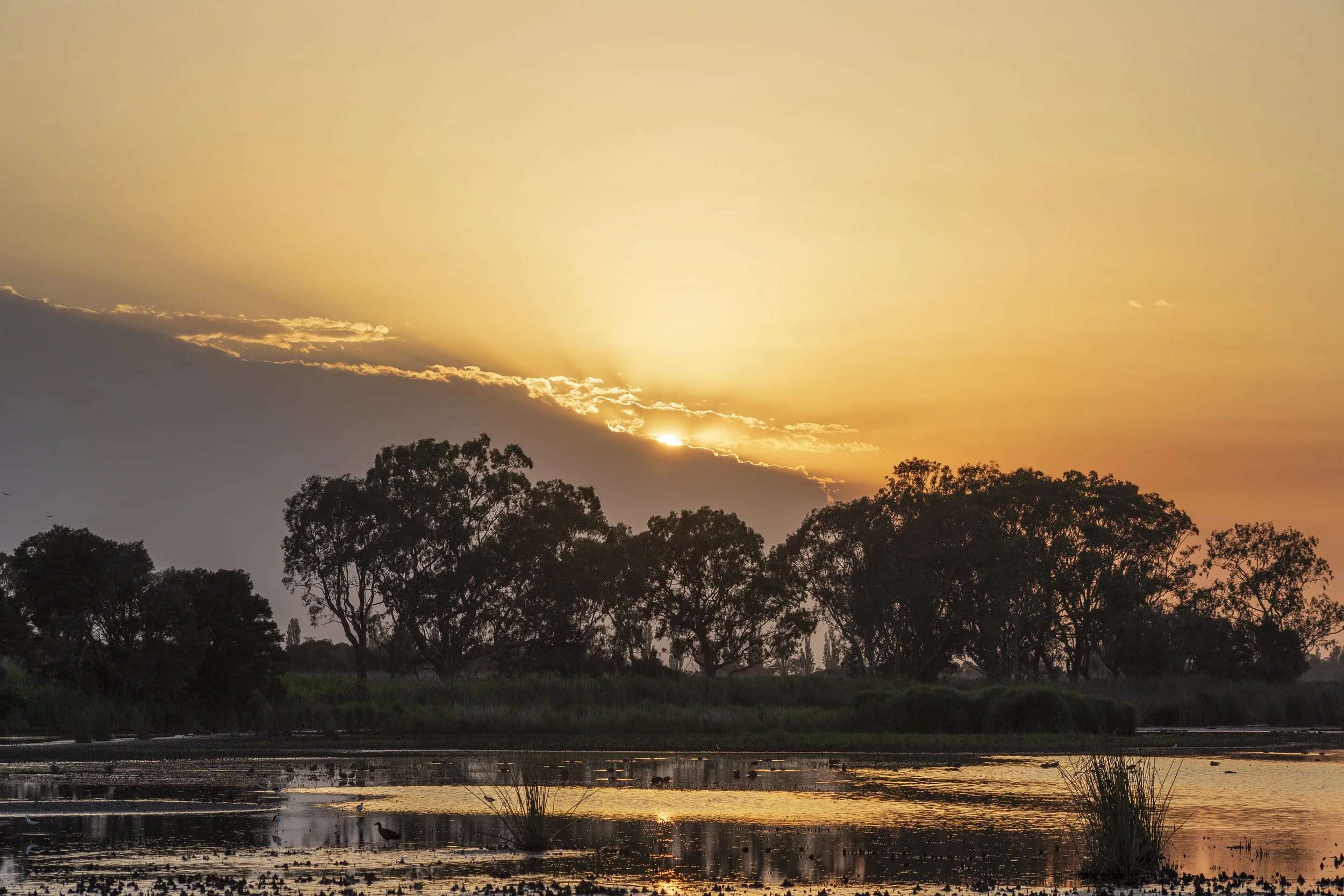 Sunrise over Macleod Morass Game Reserve in East Gippsland, Victoria, with golden light illuminating the wetland and silhouetted trees reflected in the water.