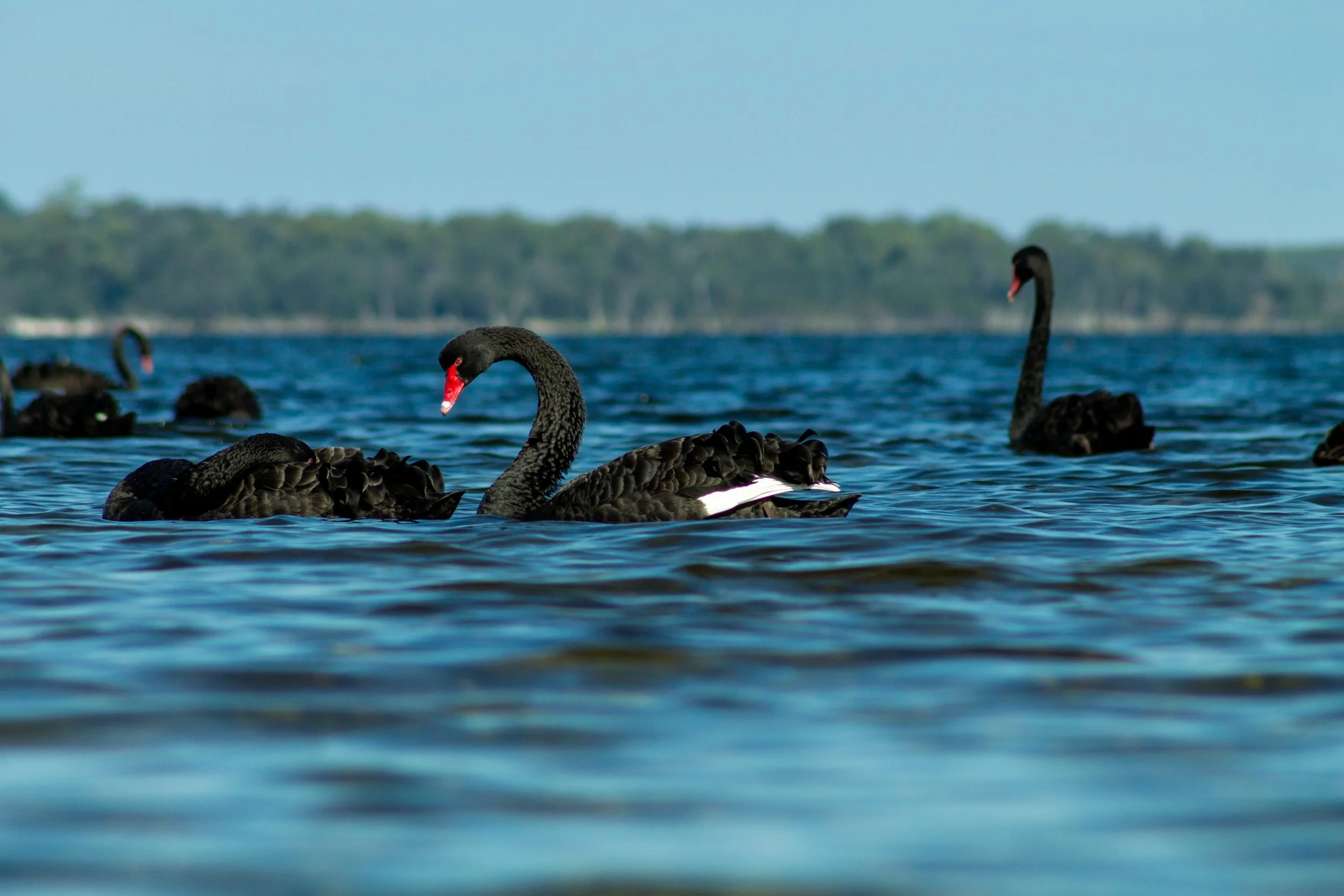 A black swan moves across the blue waters of Mason Bay, with others scattered across the lake behind it.