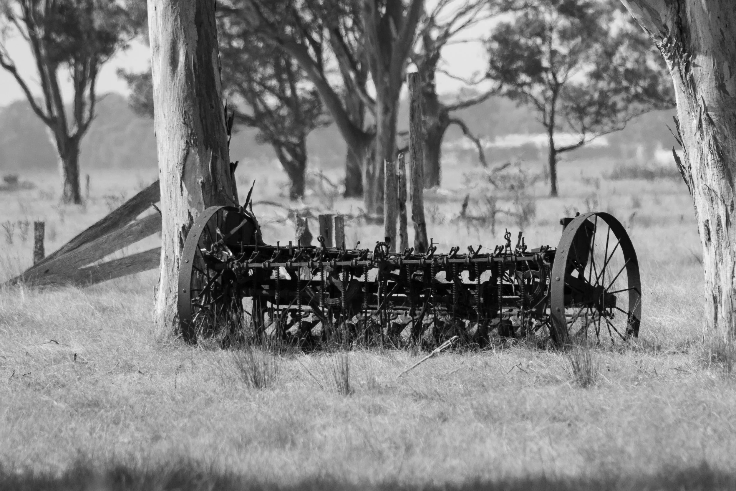An old farm cultivator rests among the gums, slowly returning to the landscape it once worked.