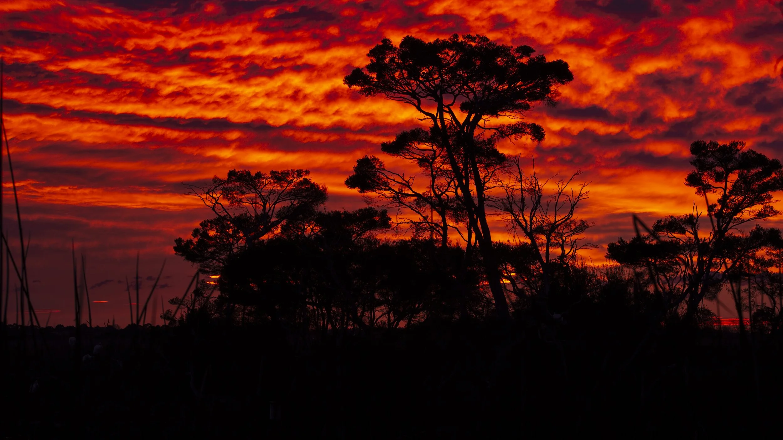 The sky that morning was extraordinary. The colour was so intense that, looking across the morass, it felt less like East Gippsland and more like a landscape from another planet. 