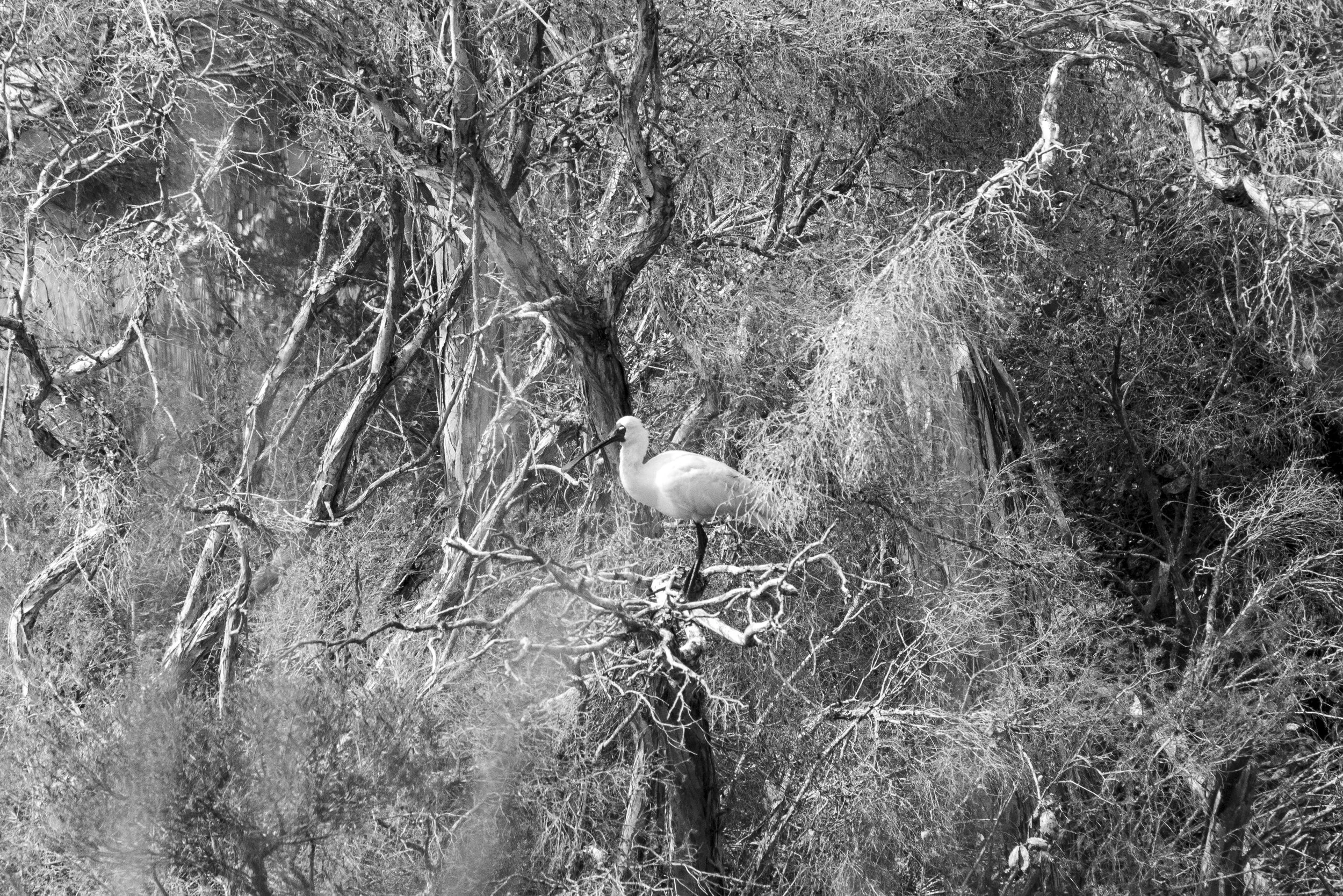Australian White Ibis moves through the tangled branches of the MacLeod Morass wetland, its pale form emerging from the surrounding shadows.